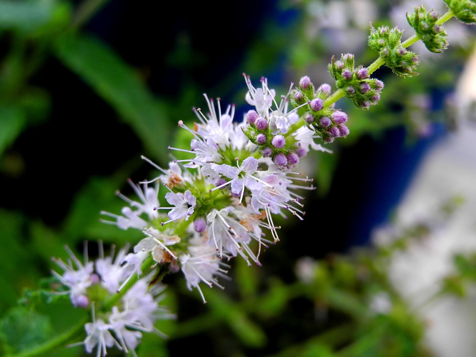 Nikon Coolpix P7000 sample photo. Flower, plant, macro photography