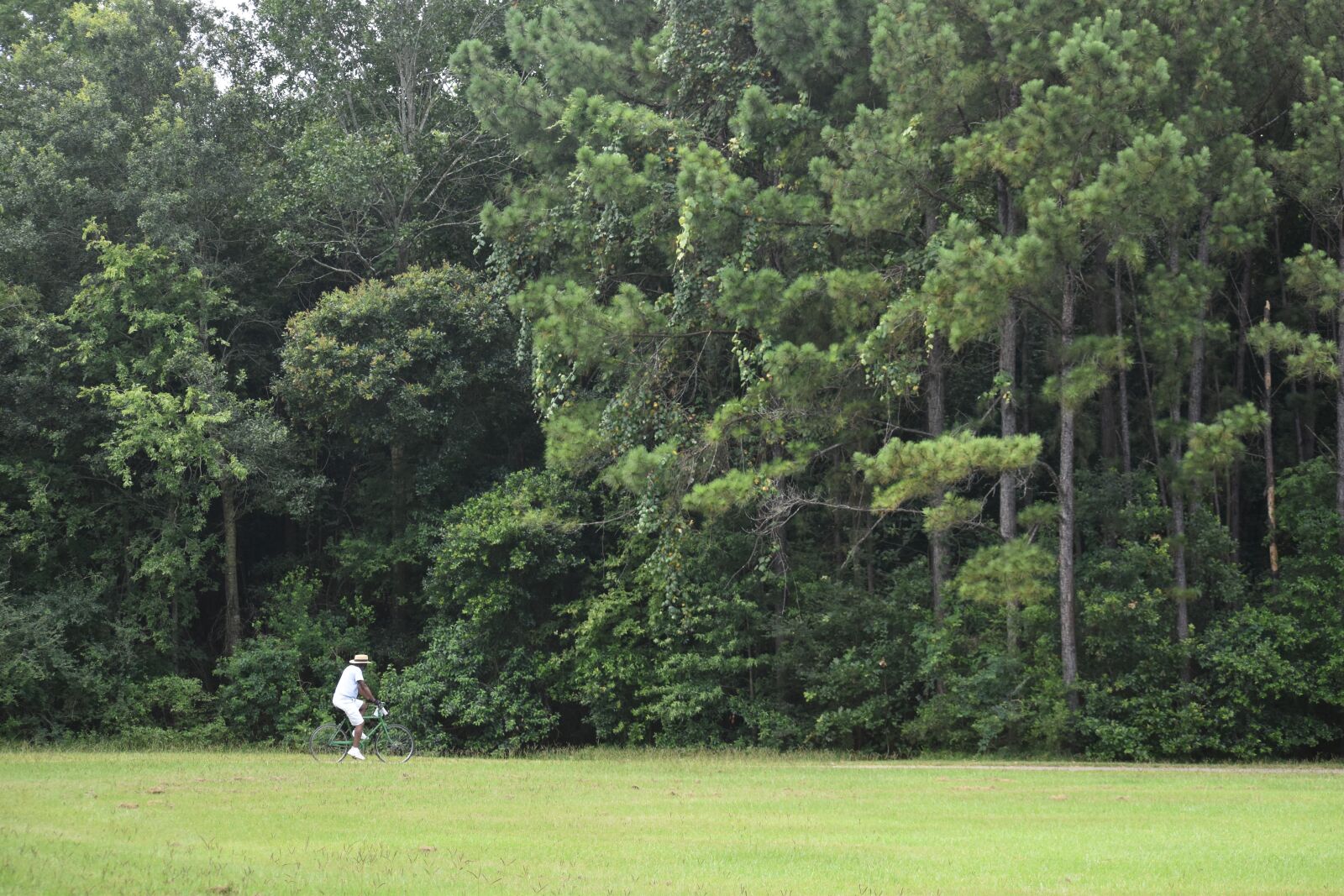Nikon D3500 sample photo. Bike riding, forest, park photography