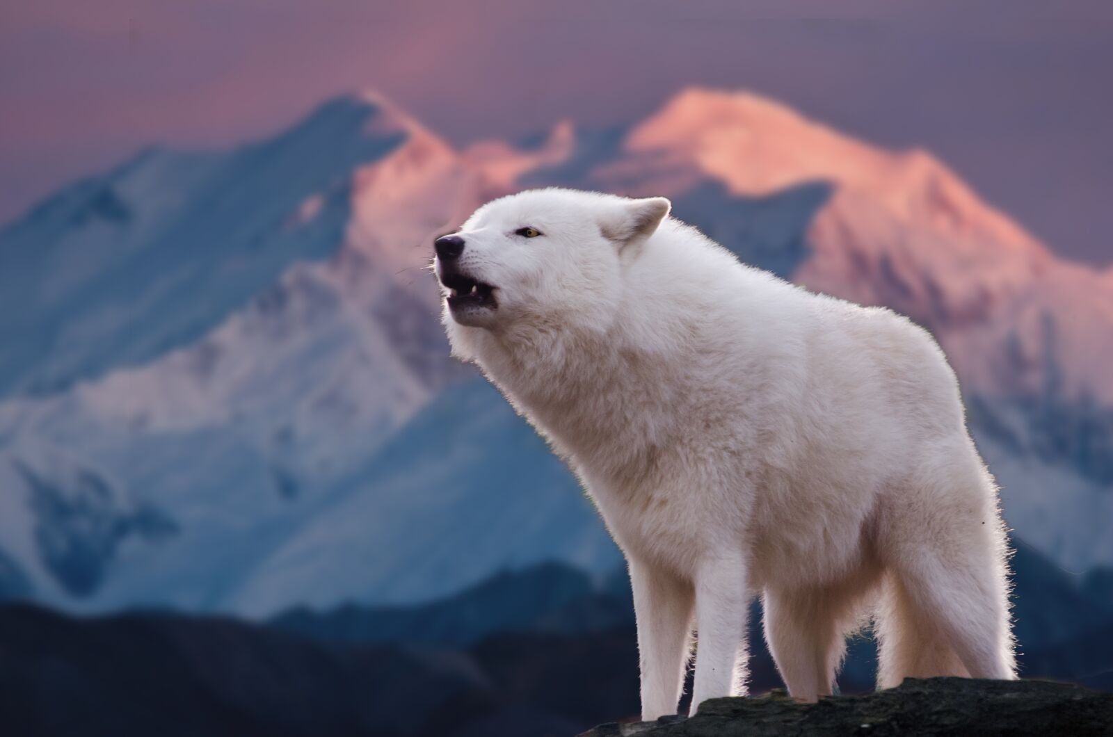 Nikon D5100 sample photo. Wolf, mammal, carnivores photography