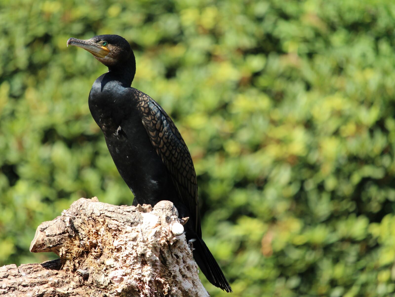 Canon EOS 1300D (EOS Rebel T6 / EOS Kiss X80) sample photo. Cormorant, bird, water bird photography