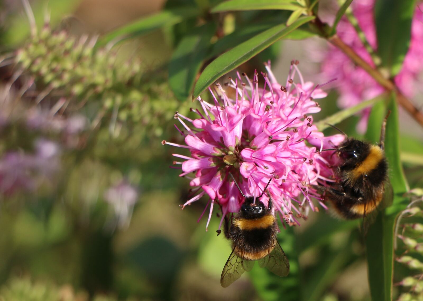 Canon EOS 70D sample photo. Nature, insect, bee photography