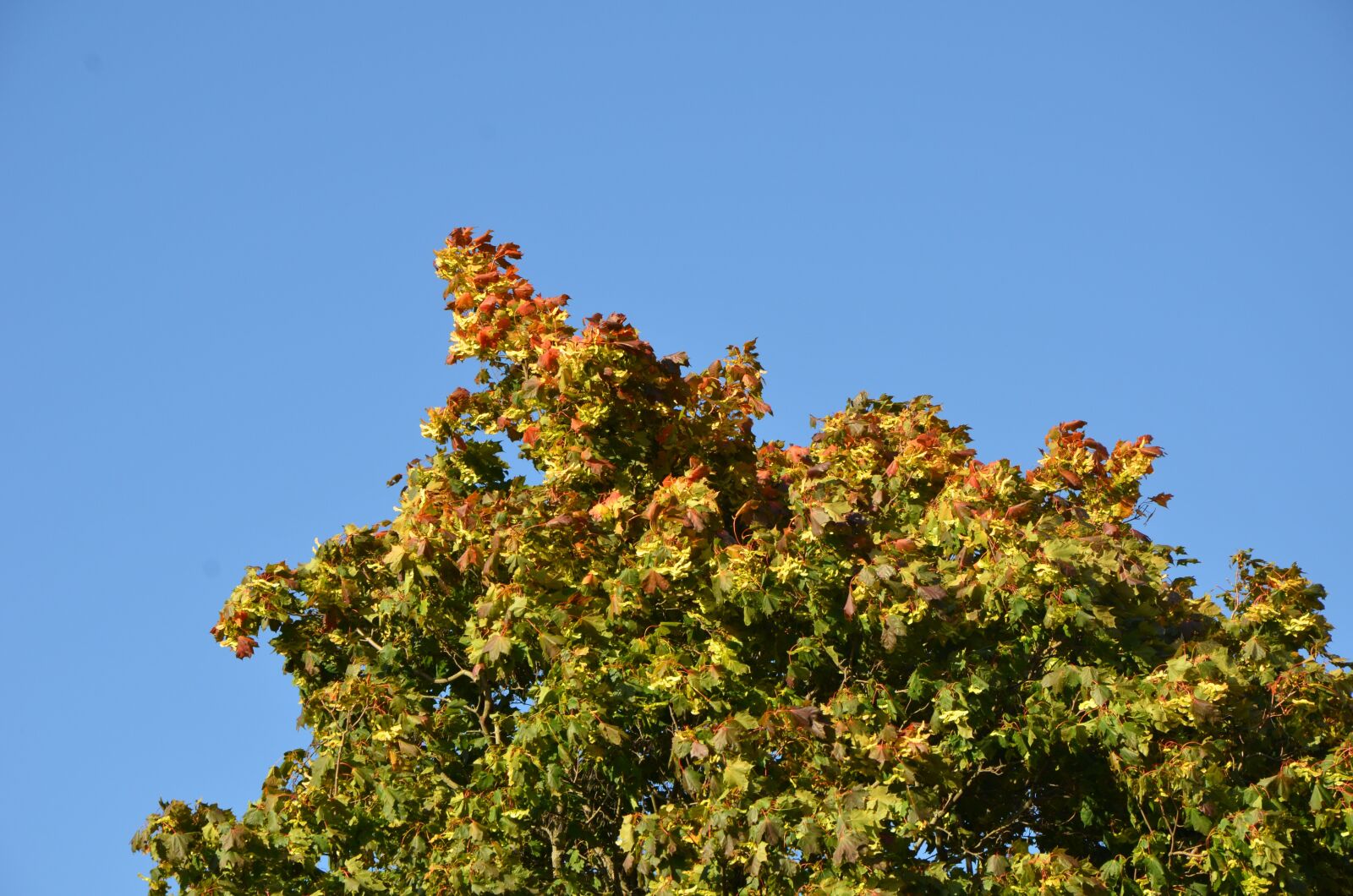 Nikon D7000 sample photo. Autumn, colorful, fall colors photography