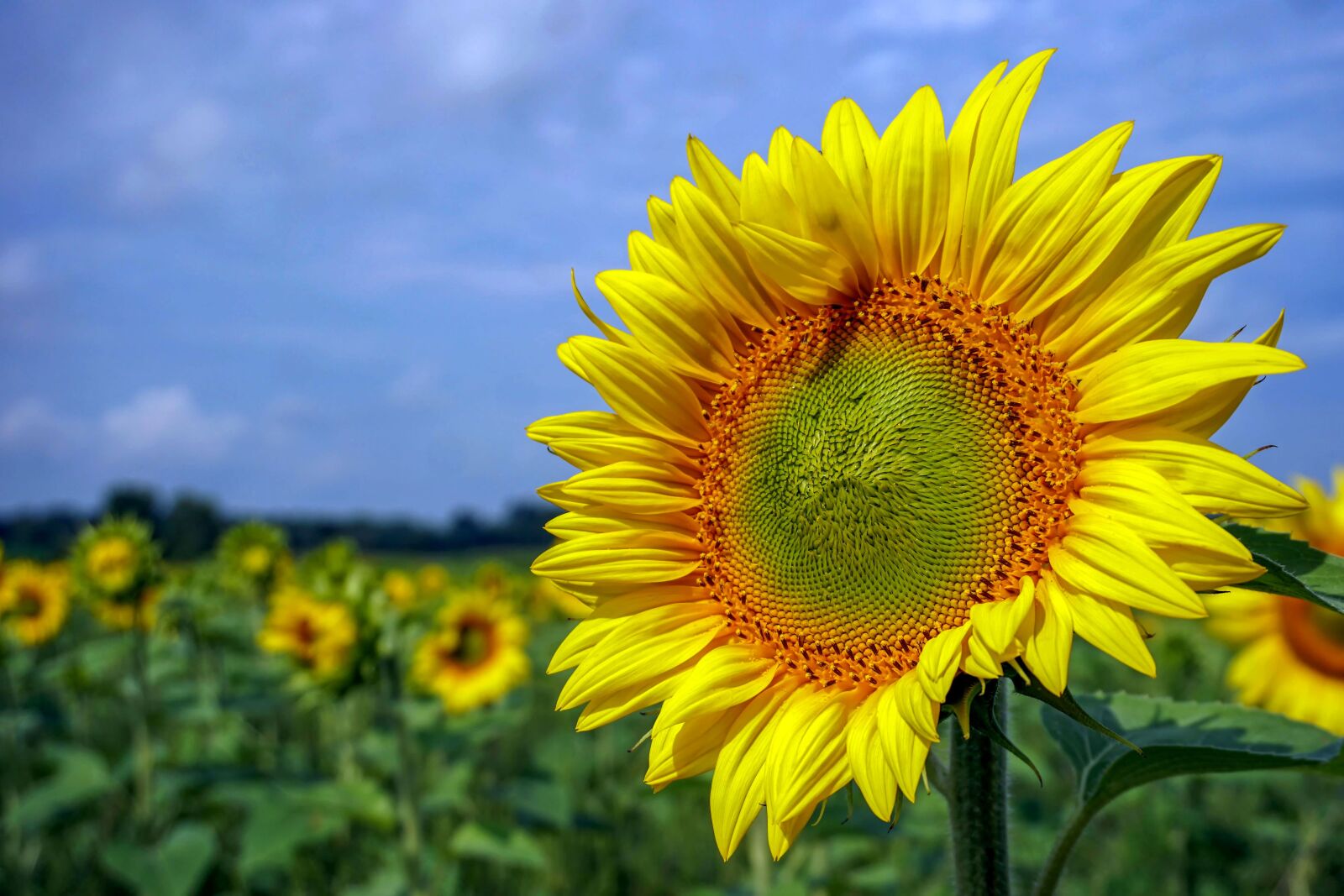 Sony a6300 sample photo. Sunflower, field, summer photography