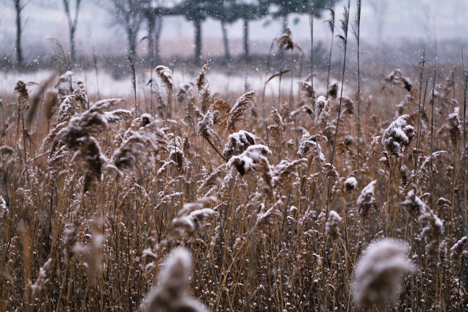 Canon EF-S 18-200mm F3.5-5.6 IS sample photo. Nature, season, s photography
