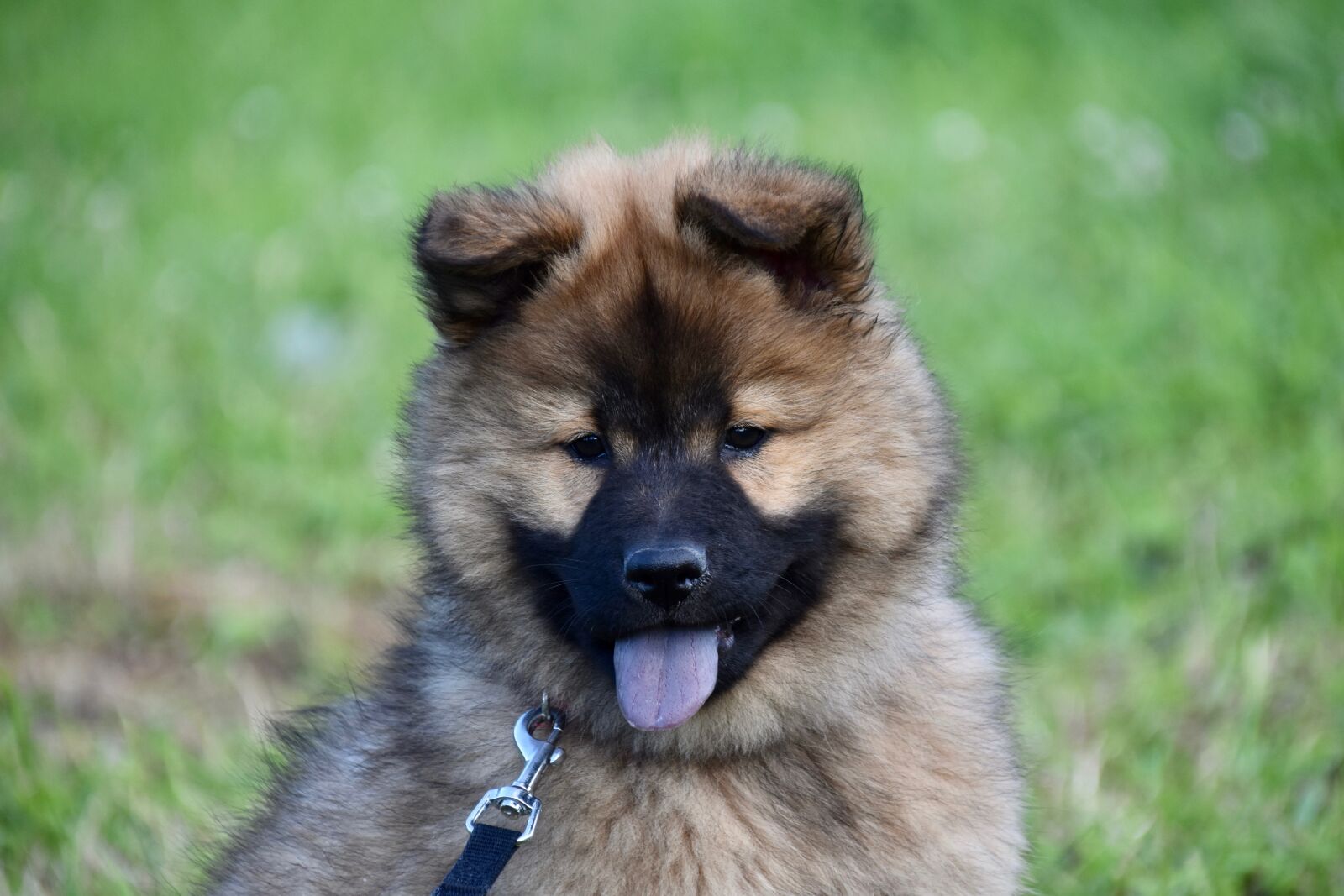 Nikon D5600 sample photo. Puppy, dog, pup photography