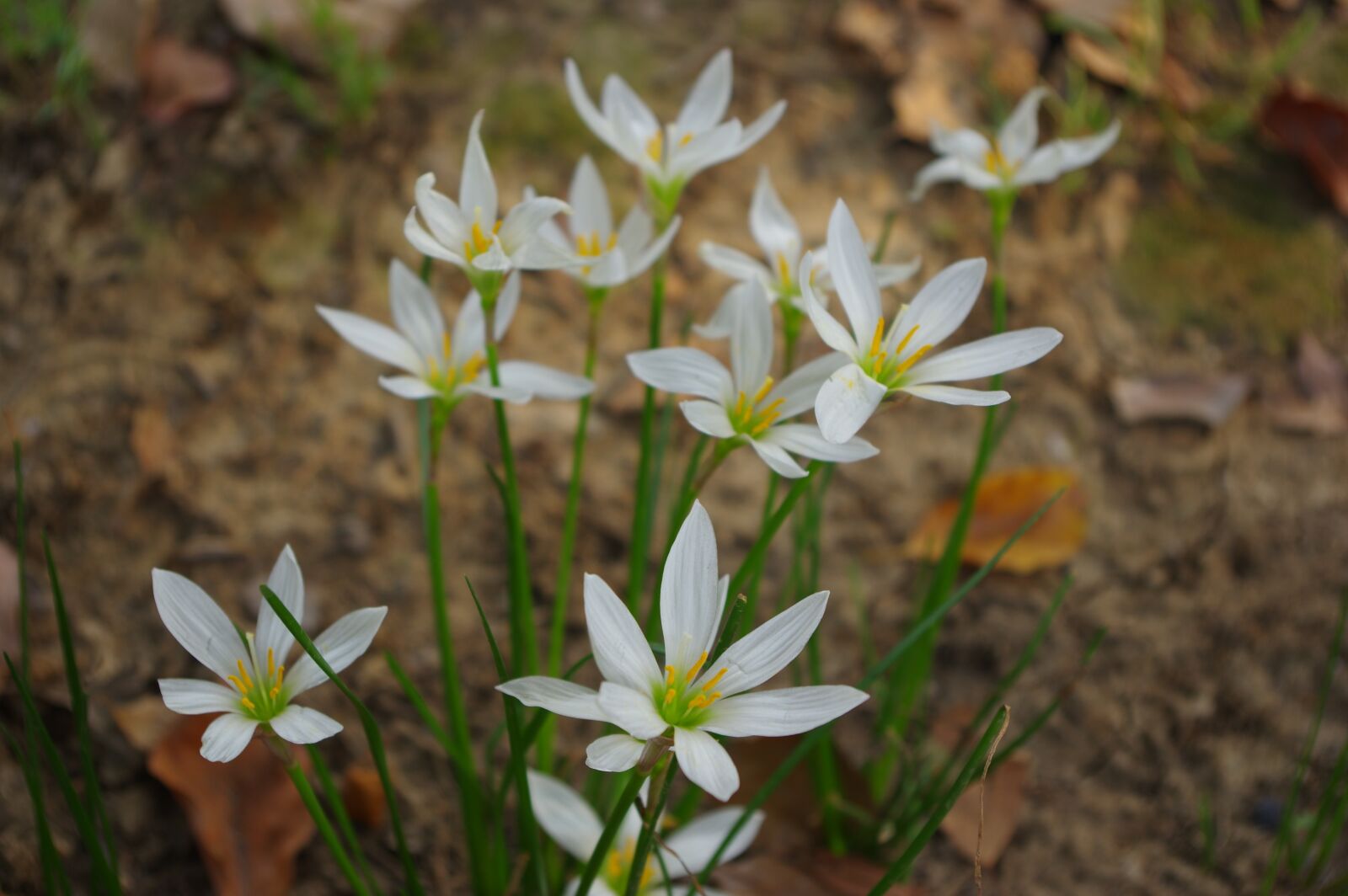 Pentax K-3 sample photo. Flower, autumn, white photography