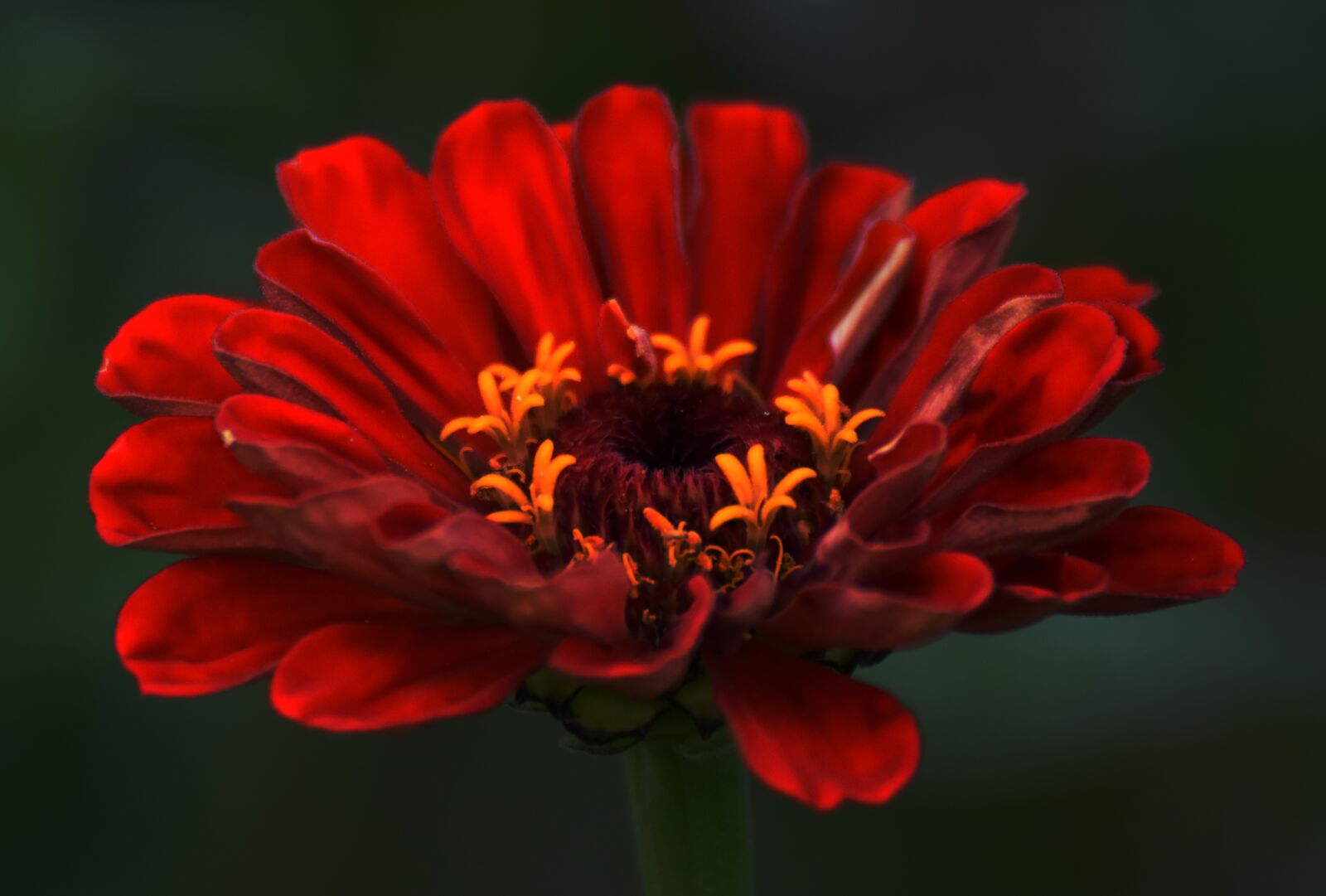 Nikon D7200 sample photo. Flower, red, nectar photography