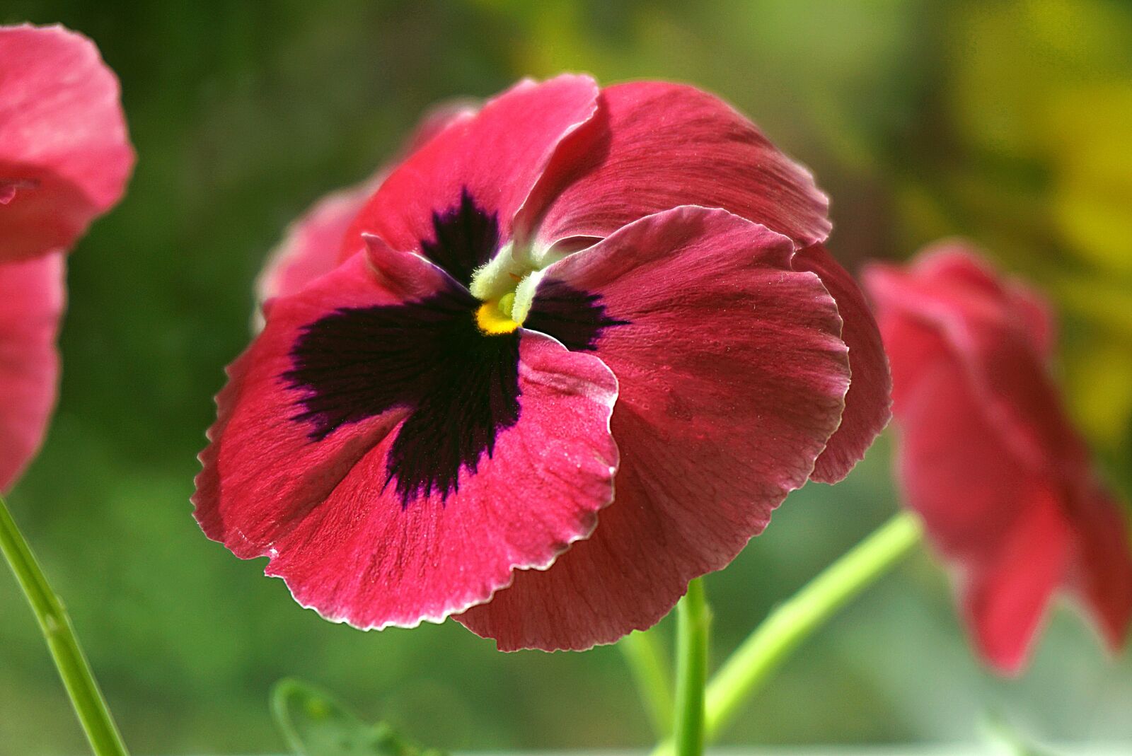 Sony a6000 sample photo. Pansy, pansies, flower photography