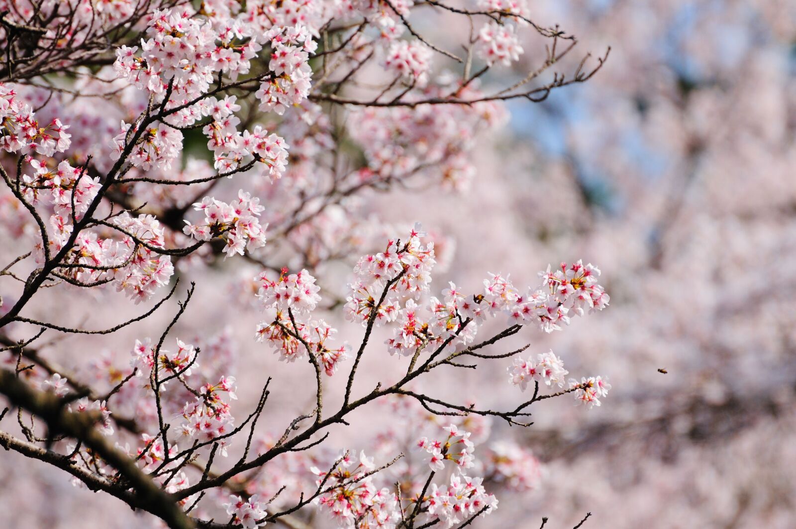 Nikon D300S sample photo. Cherry blossoms, in full photography