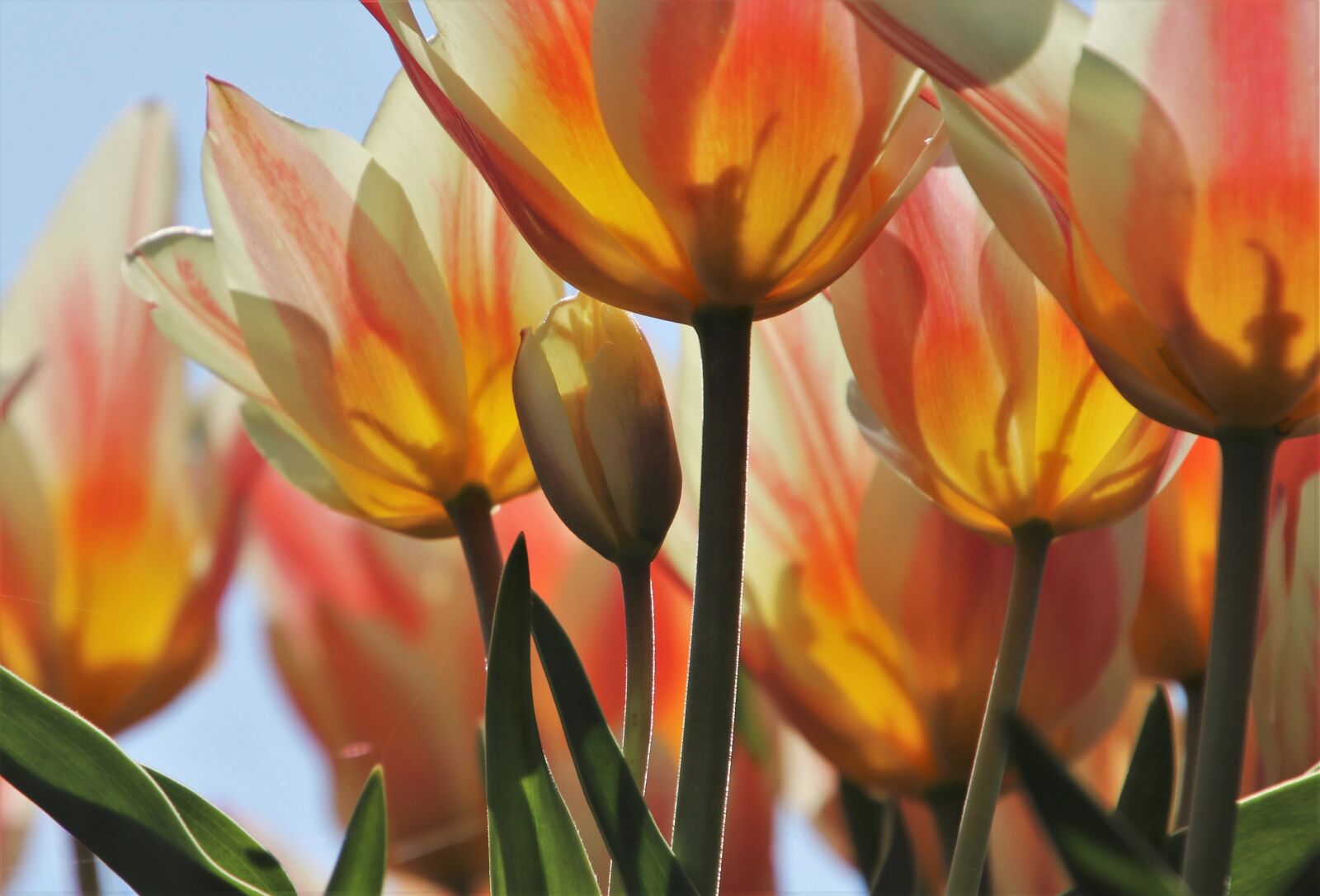 Canon EOS 80D sample photo. Tulips, the petals, the photography