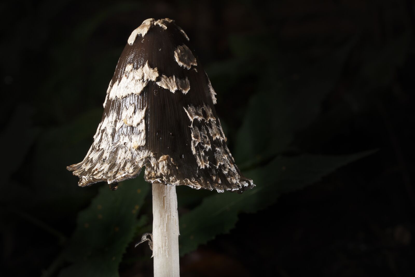 Canon EOS M5 + Canon EF 100mm F2.8L Macro IS USM sample photo. Comatus, mushroom, autumn photography