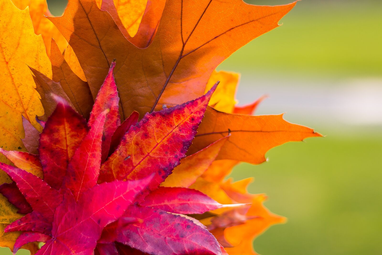 Canon EOS 70D + Canon EF 50mm F1.8 STM sample photo. Fall, autumn, leaves photography