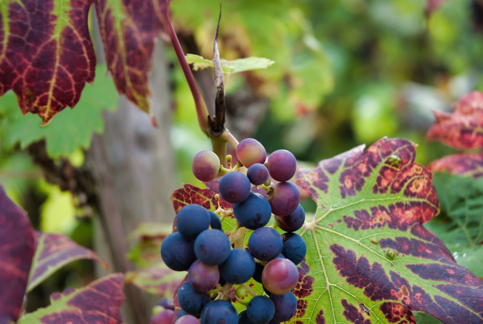 Nikon D80 sample photo. Grapes, red, red wine photography