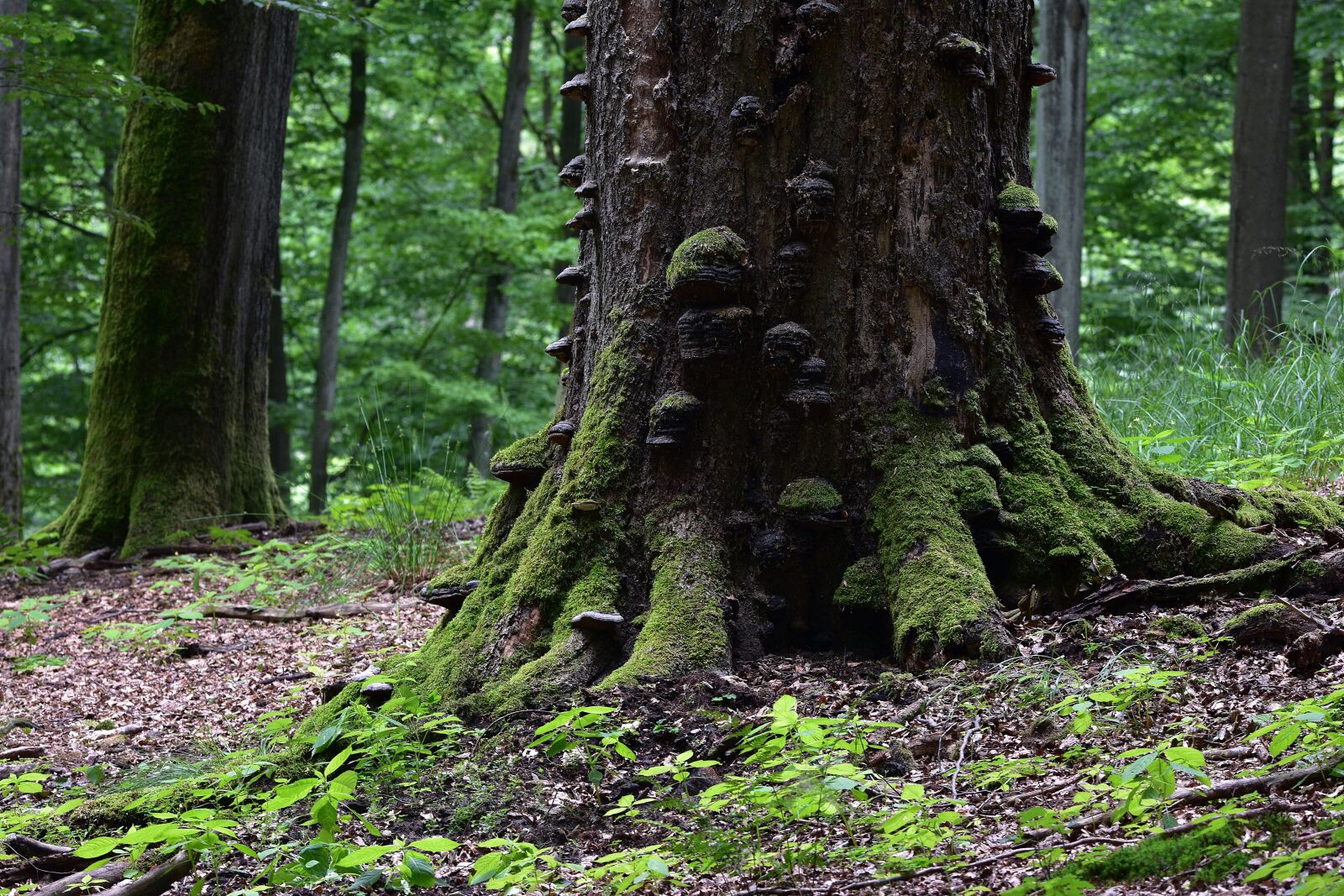 Nikon D3400 sample photo. Tree, forest, oak photography
