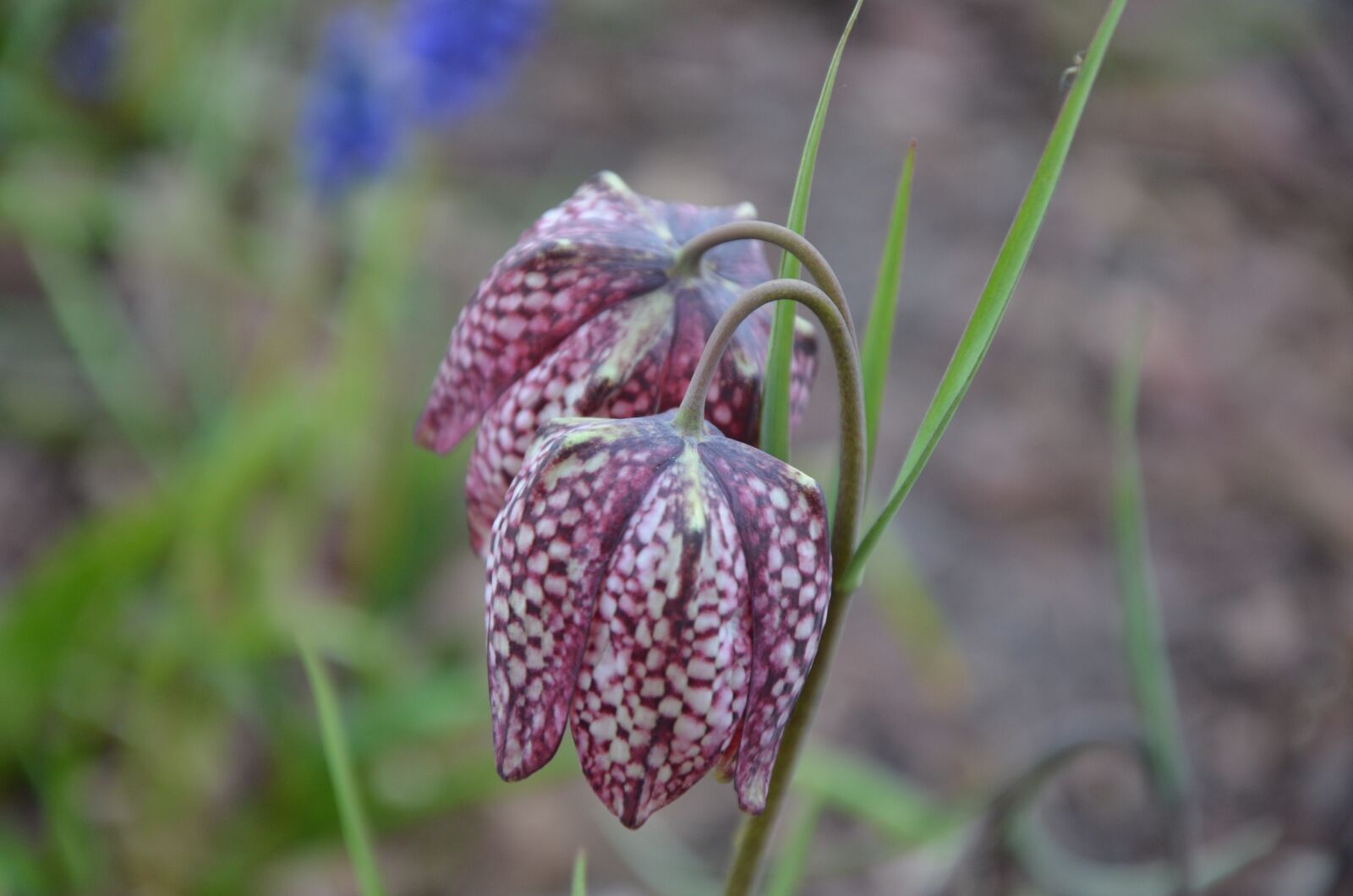 Nikon D7000 sample photo. Flower, purple, pattern photography