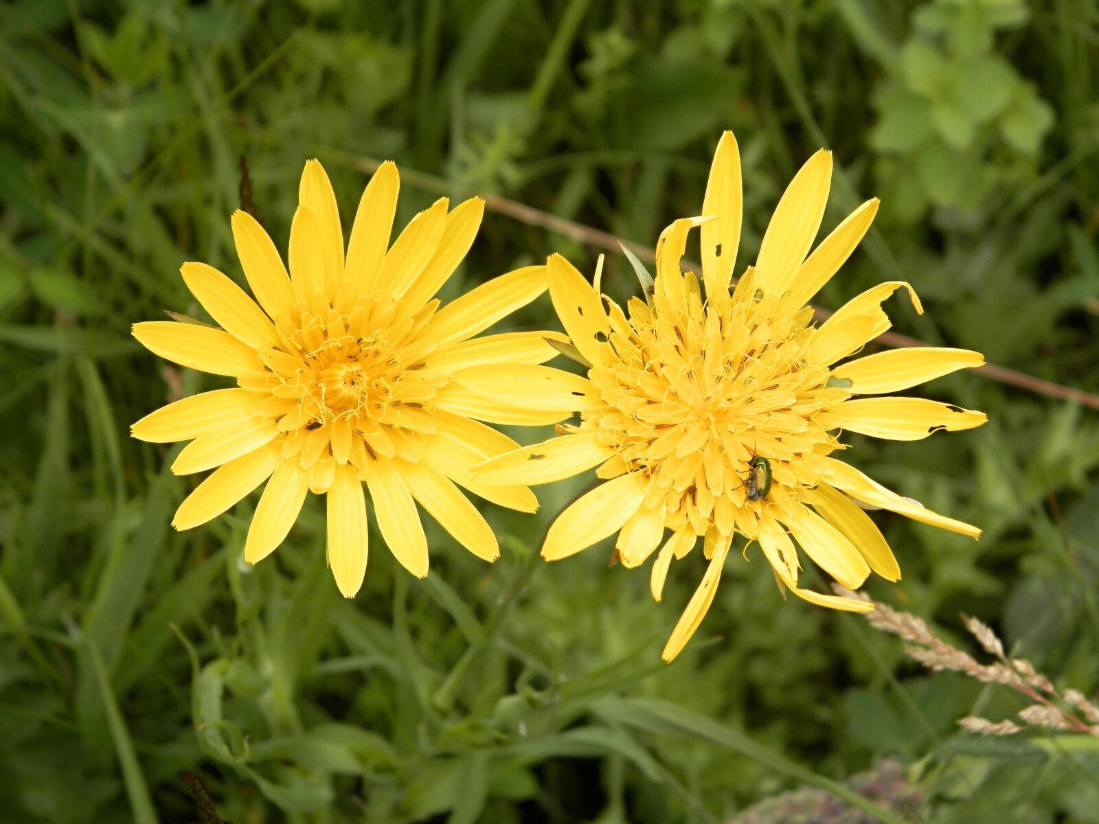 Olympus SP-620UZ sample photo. Plant, yellow flower, nature photography
