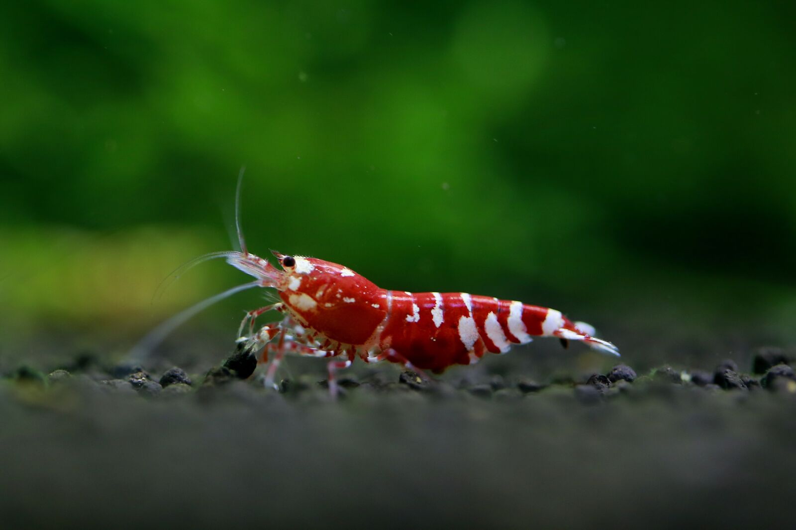 Canon EOS 5D Mark III sample photo. Shrimp, ornamental shrimp, pet photography