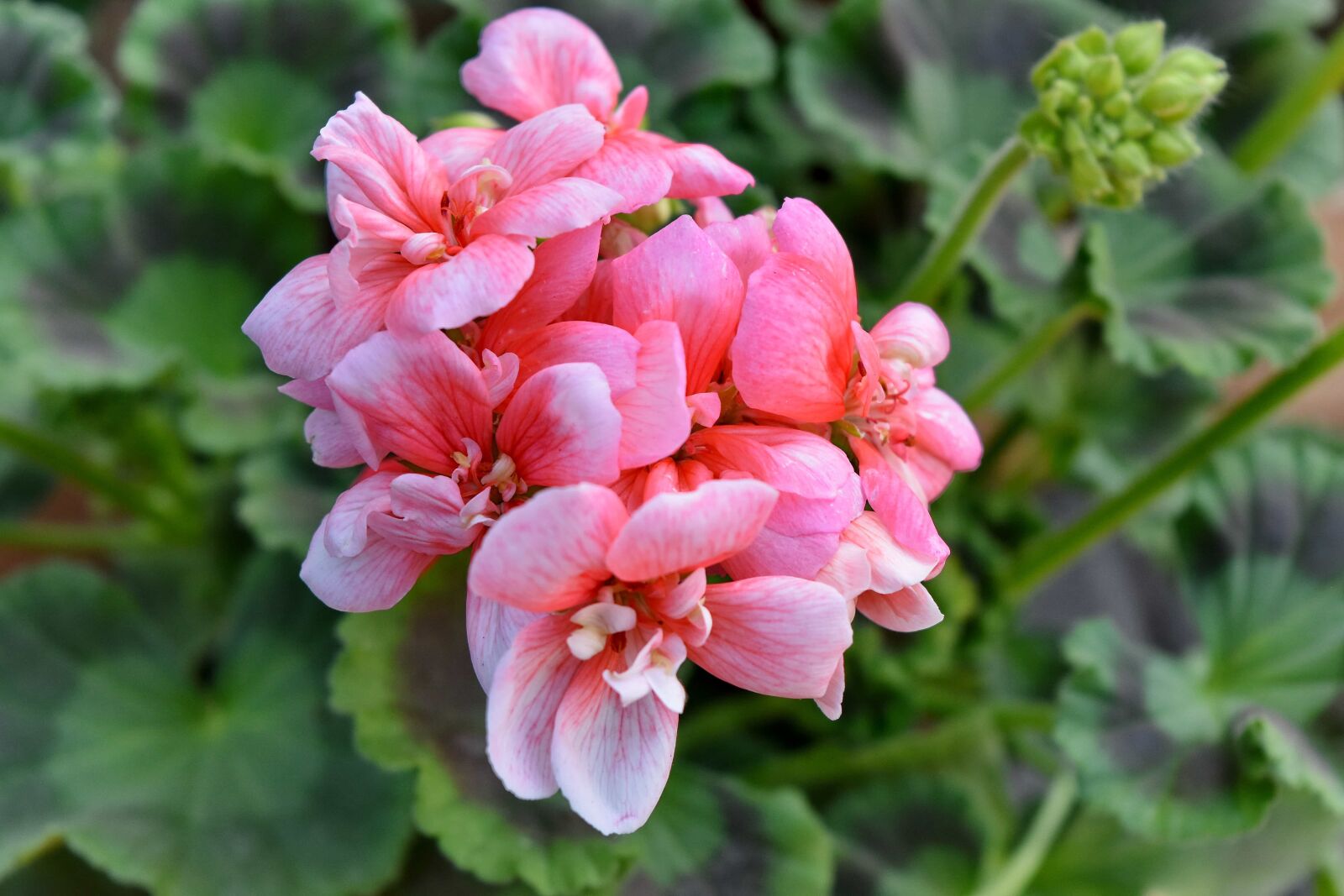 Nikon D5500 sample photo. Details, flower bud, pistil photography