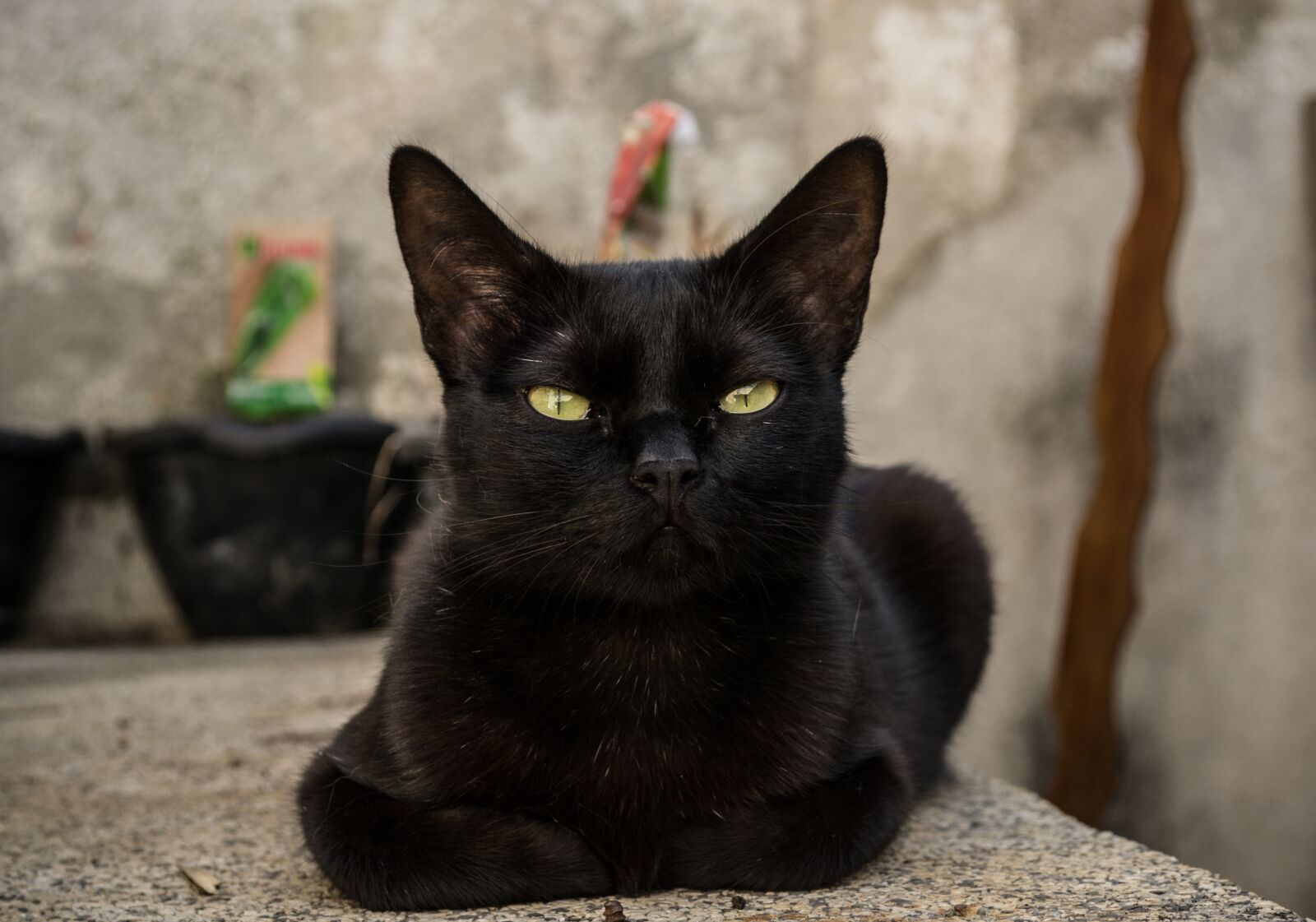 Nikon D3100 sample photo. Cat, pet, animal photography