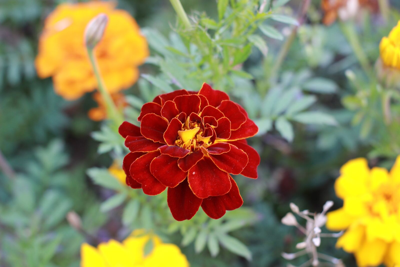 Canon EOS 600D (Rebel EOS T3i / EOS Kiss X5) sample photo. Dahlia, flower, autumn photography