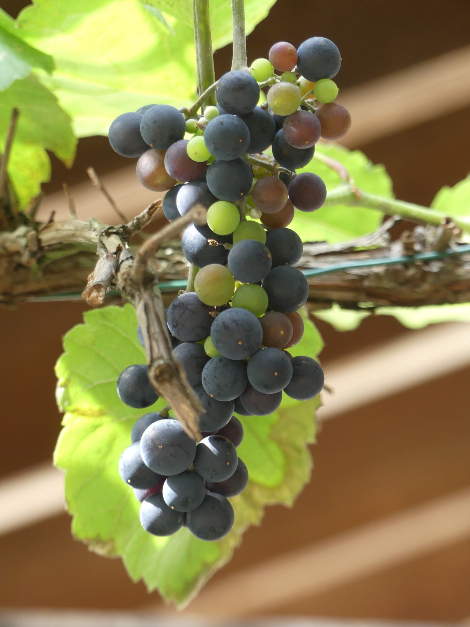 Panasonic Lumix DMC-FZ300 sample photo. Grapes, fruits, vine photography