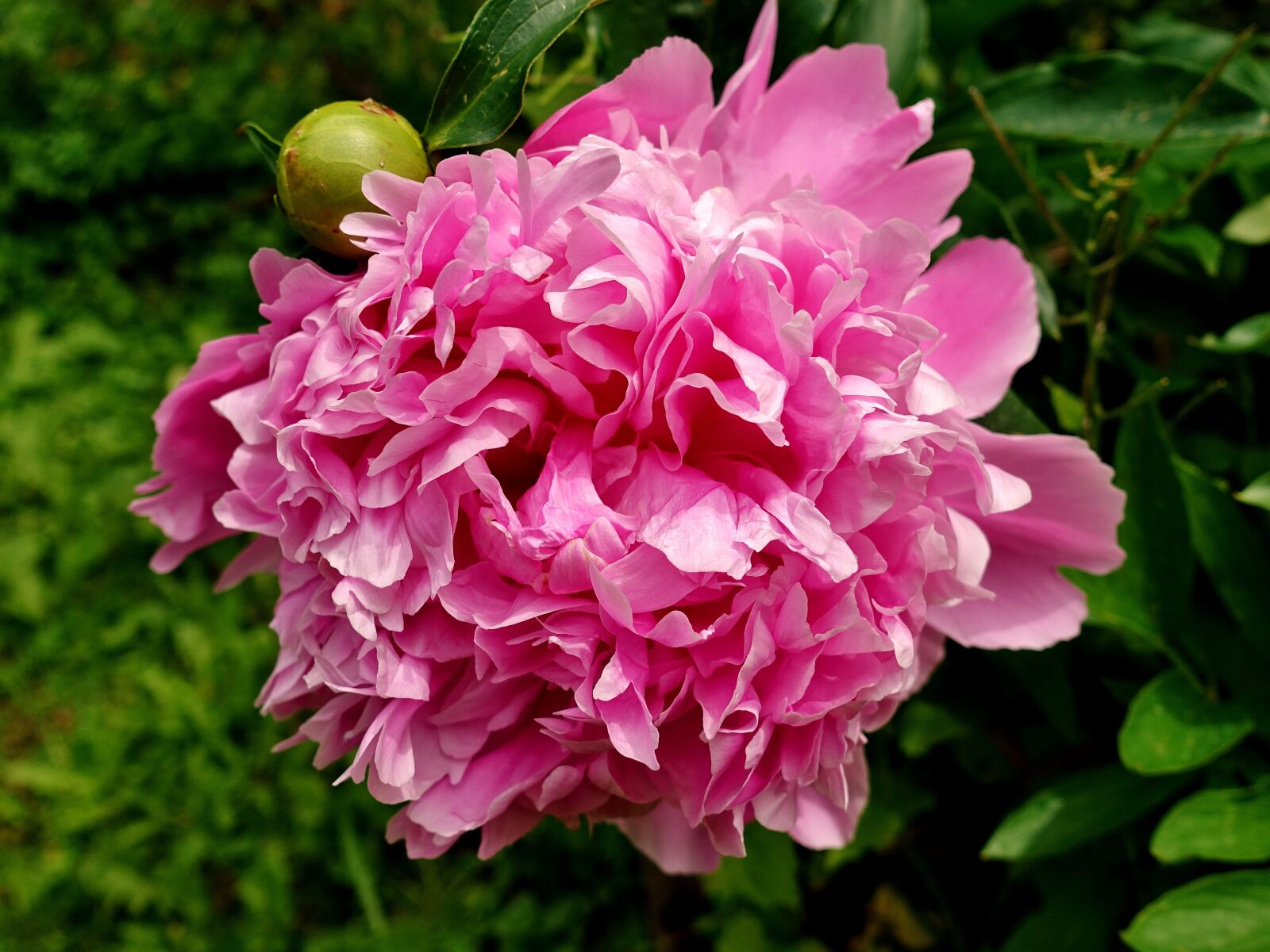 Sony DSC-RX100M5 sample photo. Peony, flower, pink photography