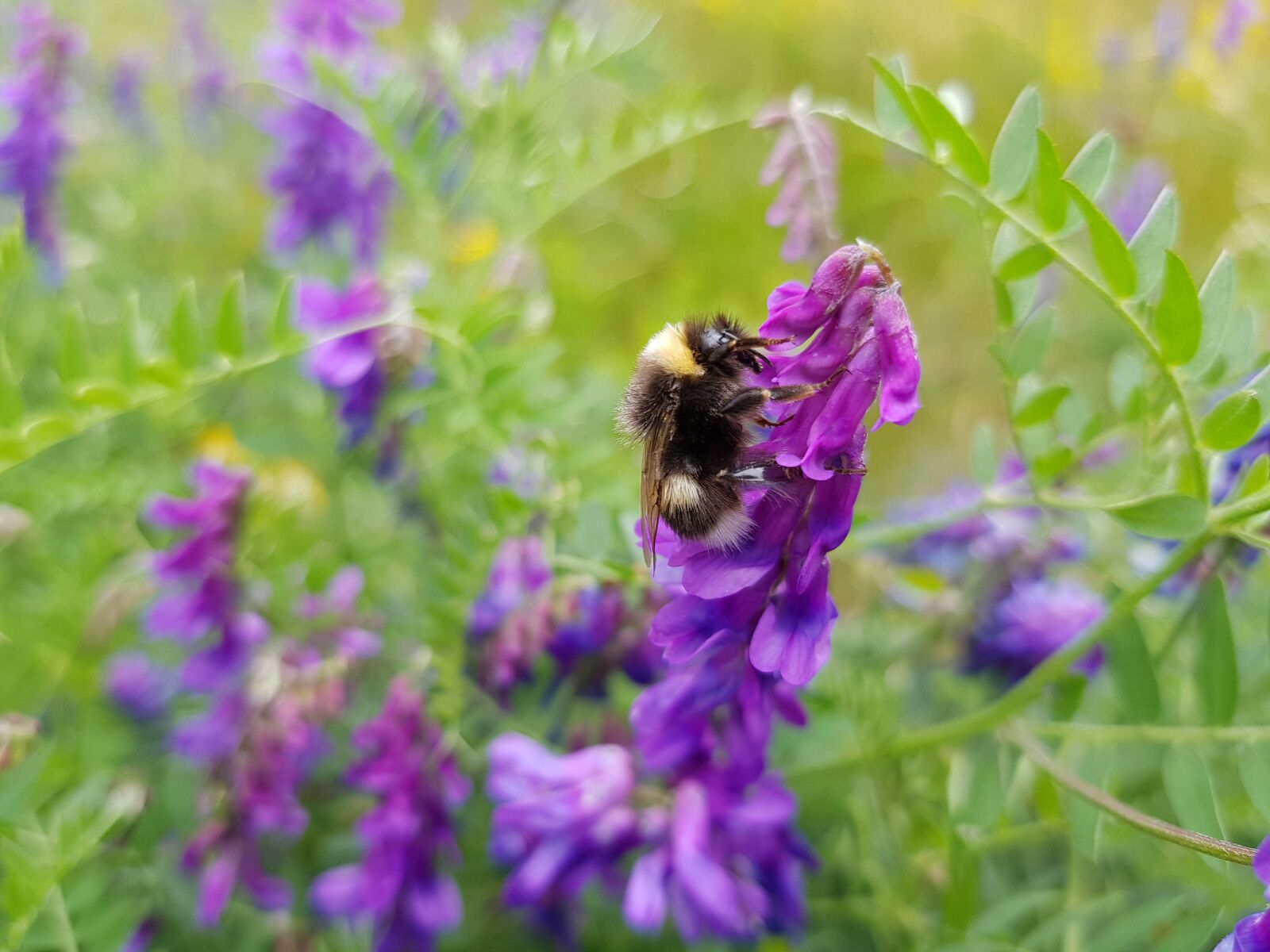 Samsung Galaxy S8+ sample photo. Bumblebee, flower, purple photography