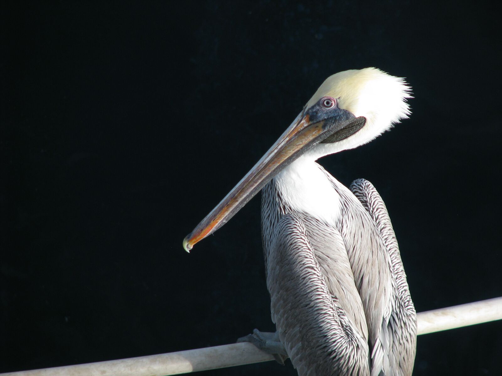 Canon POWERSHOT S5 IS sample photo. Birds, wild life, pelecanus photography