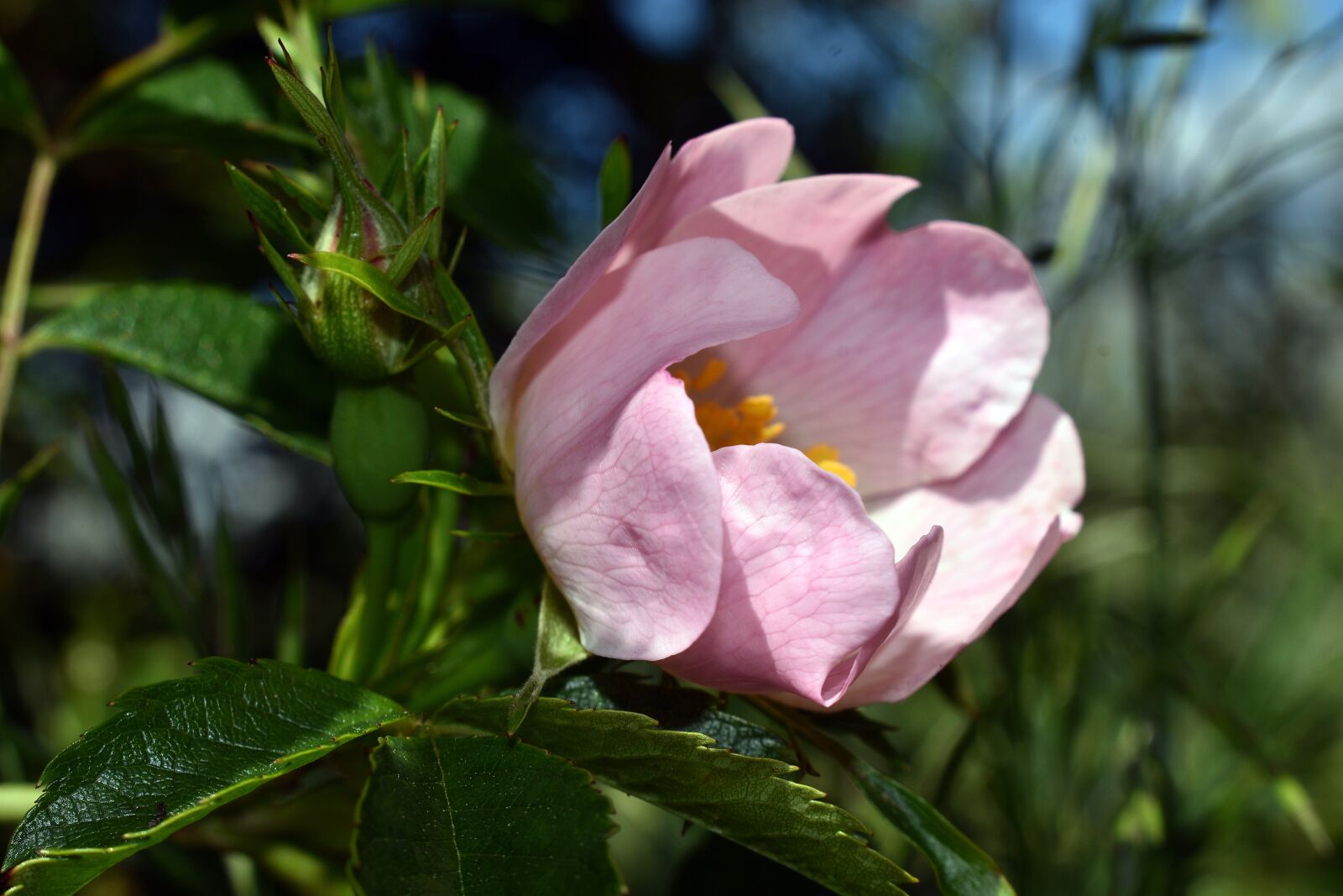 Nikon D3400 sample photo. Flowers, rose, pink petal photography