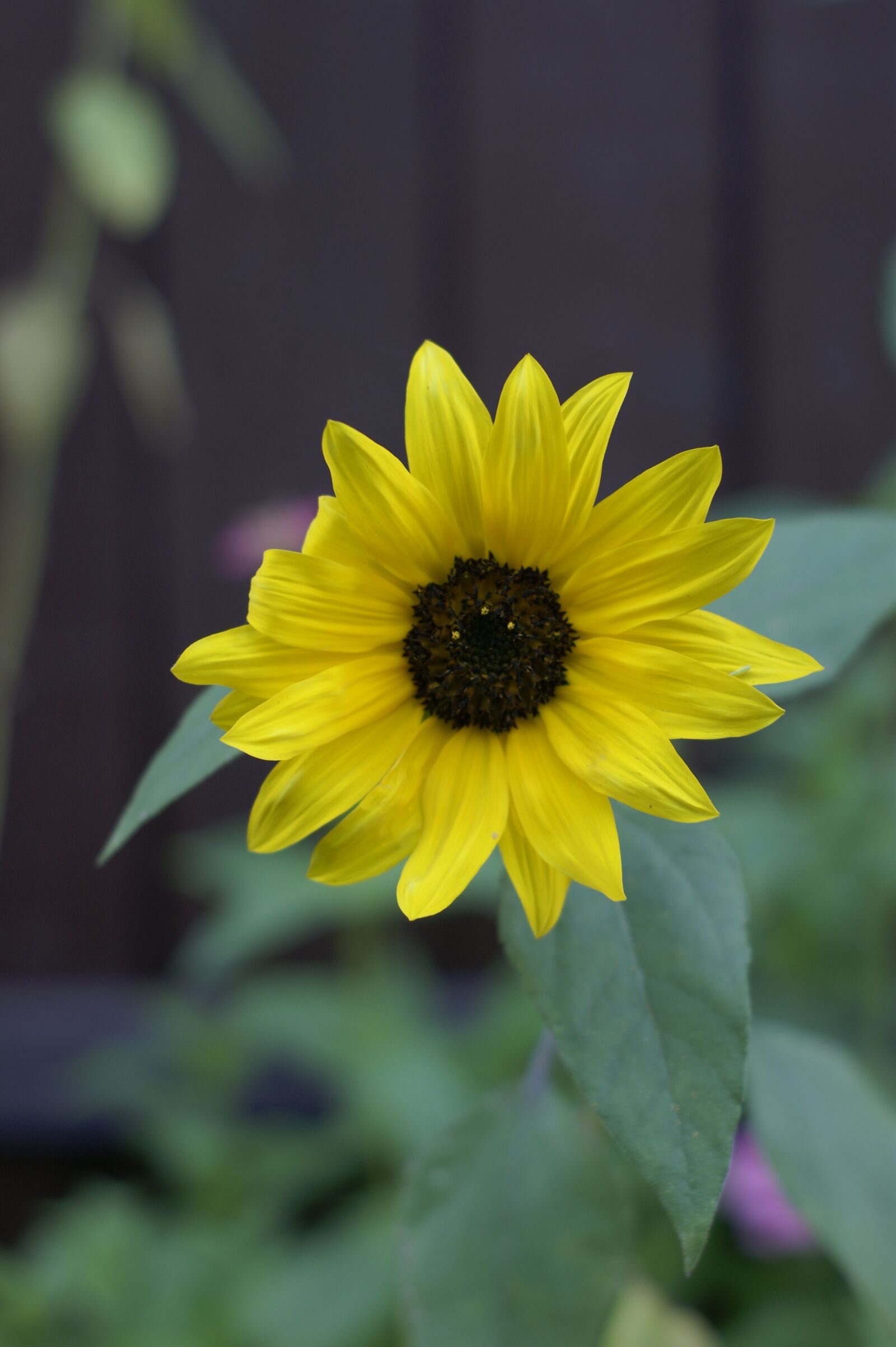 Sony Alpha DSLR-A290 sample photo. Sunflower, flower, garden photography