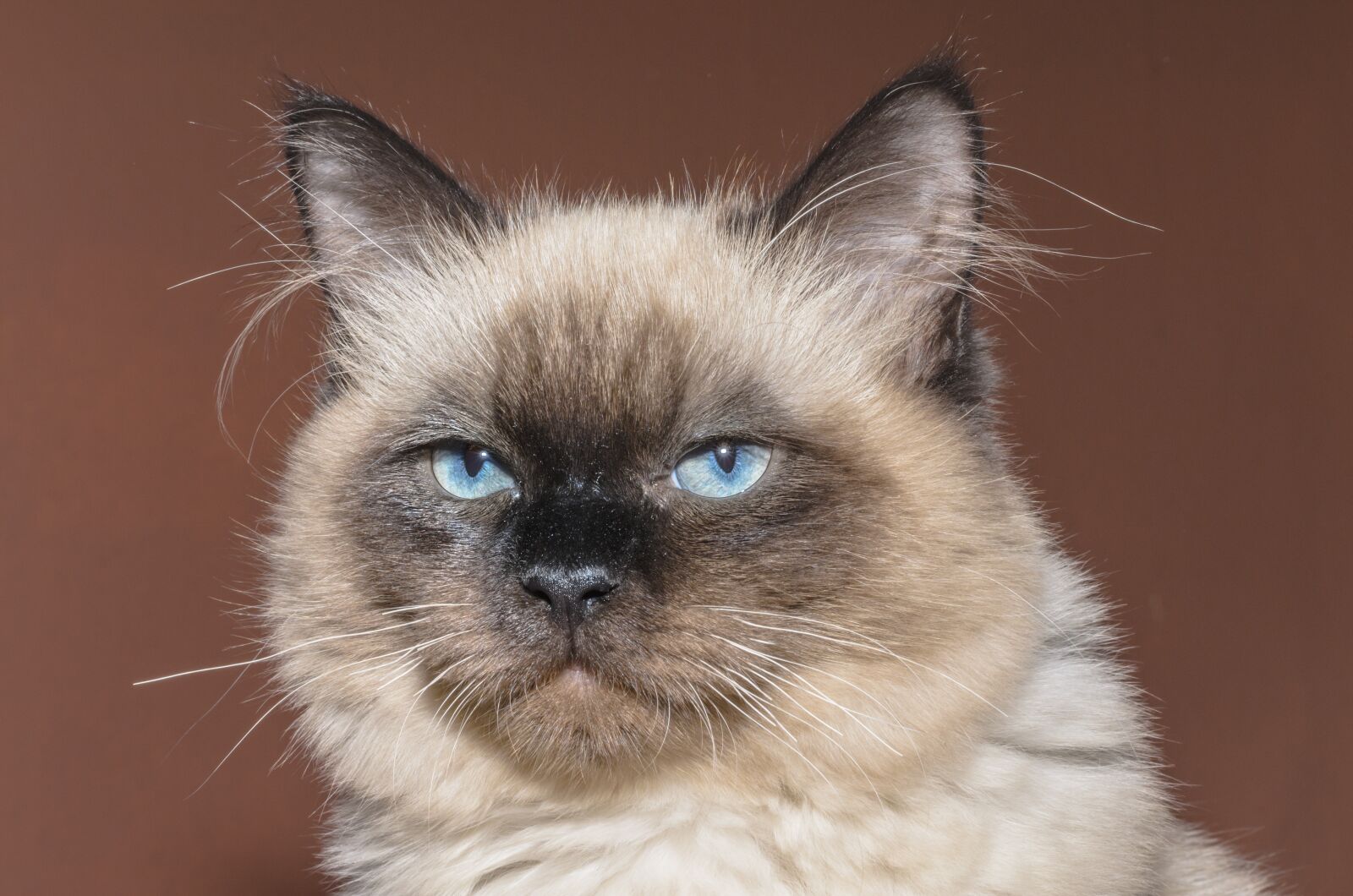 Nikon D5100 sample photo. Cat, kitten, pets photography