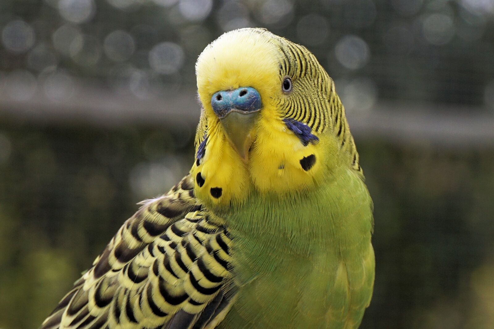 Sony a6000 sample photo. Budgie, bird, animal photography