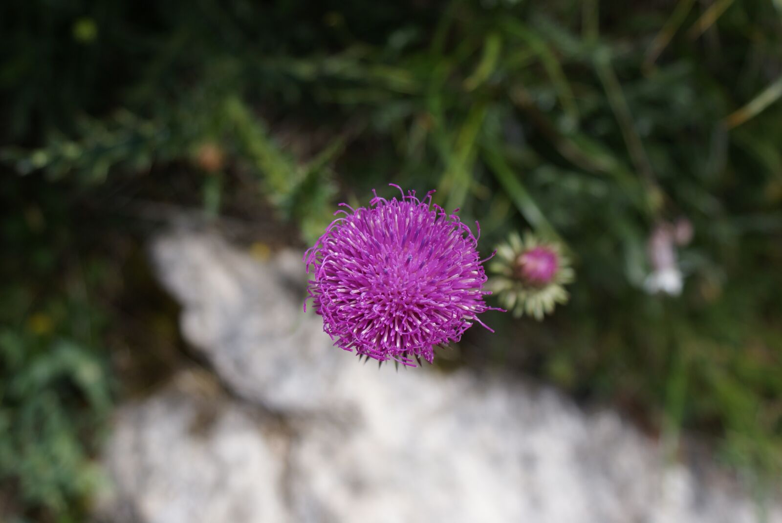 Sony Alpha DSLR-A300 sample photo. Nature, plant, summer photography