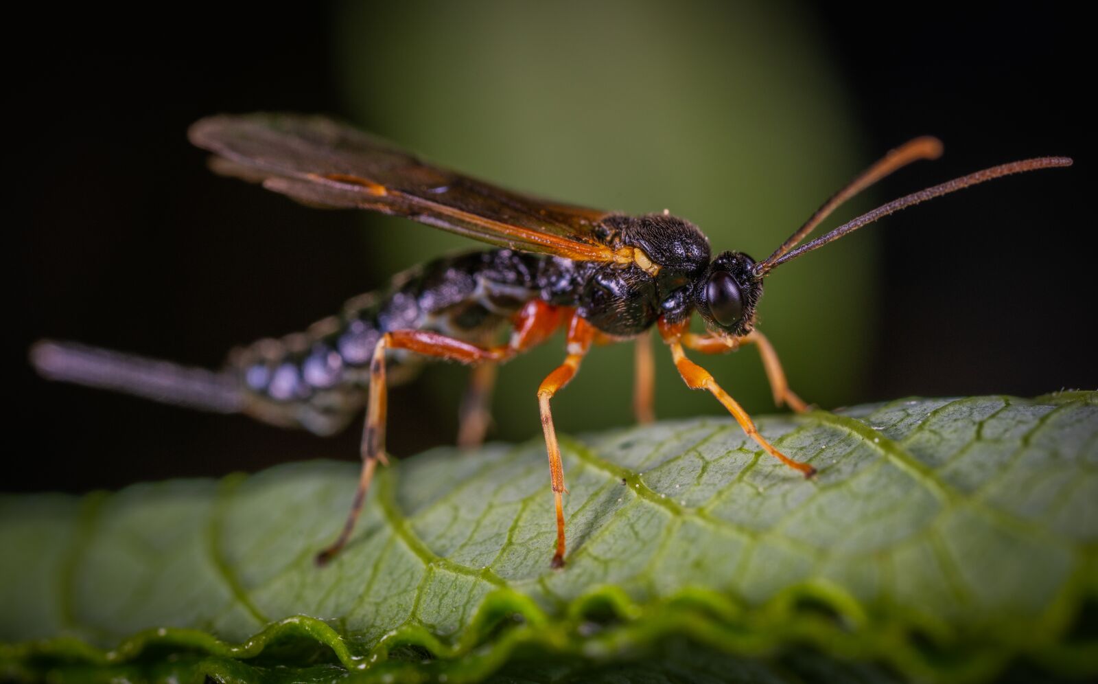 Sony a7R II sample photo. Insect, bespozvonochnoe, macro photography