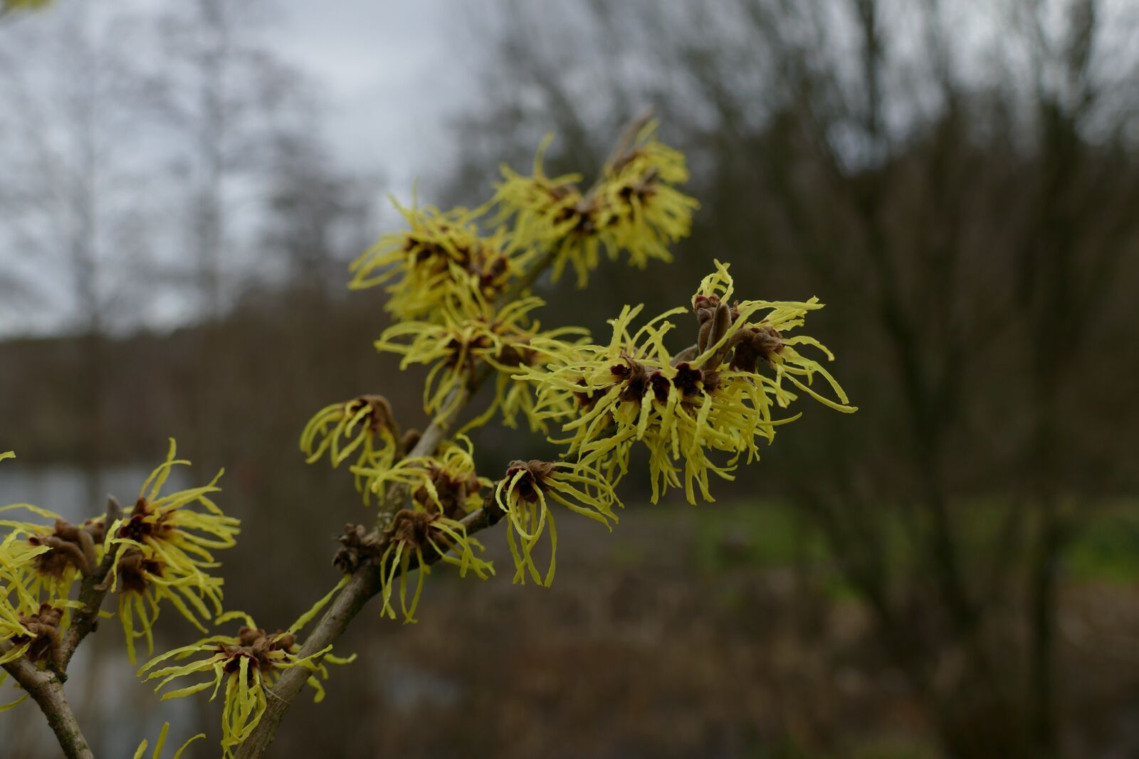 Panasonic Lumix DMC-FZ1000 sample photo. Witch hazel, botanical, yellow photography