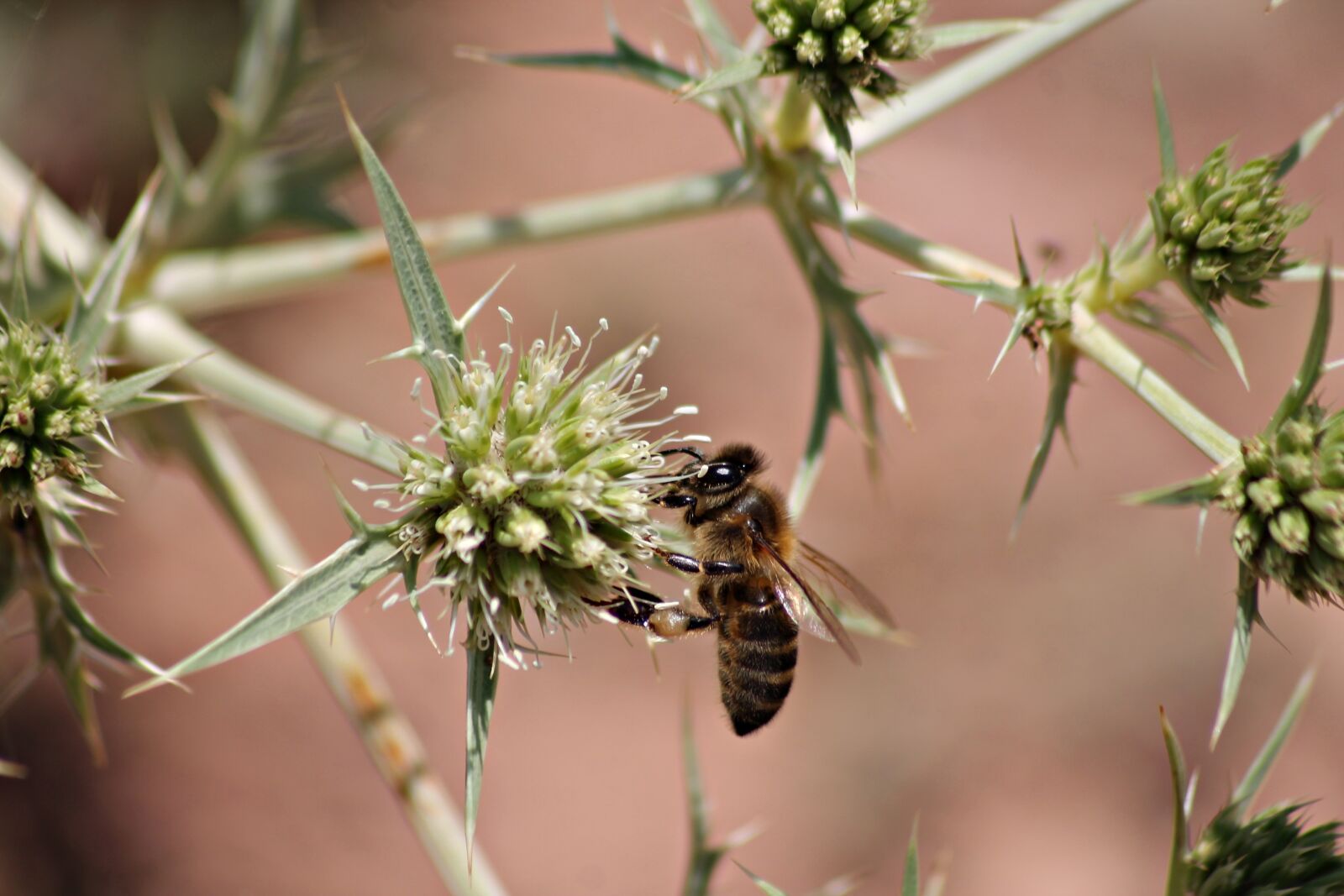 Canon EOS 1100D (EOS Rebel T3 / EOS Kiss X50) sample photo. Bee, symbiosis, honey photography