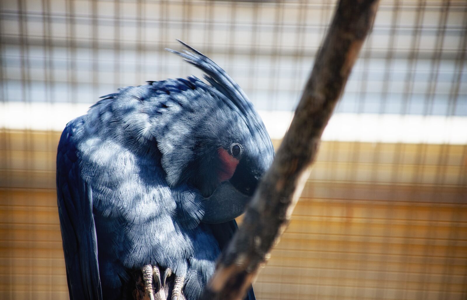 Canon EF 70-300mm F4-5.6 IS USM sample photo. Palm cockatoo, parrot, macaw photography