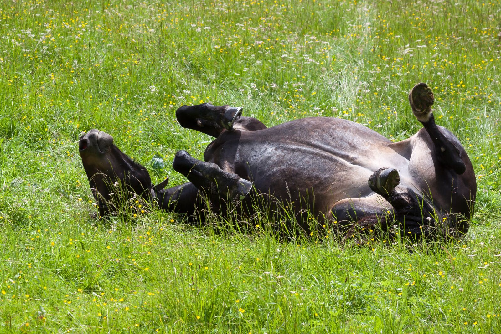 Canon EOS 50D sample photo. Horse, pasture, meadow photography