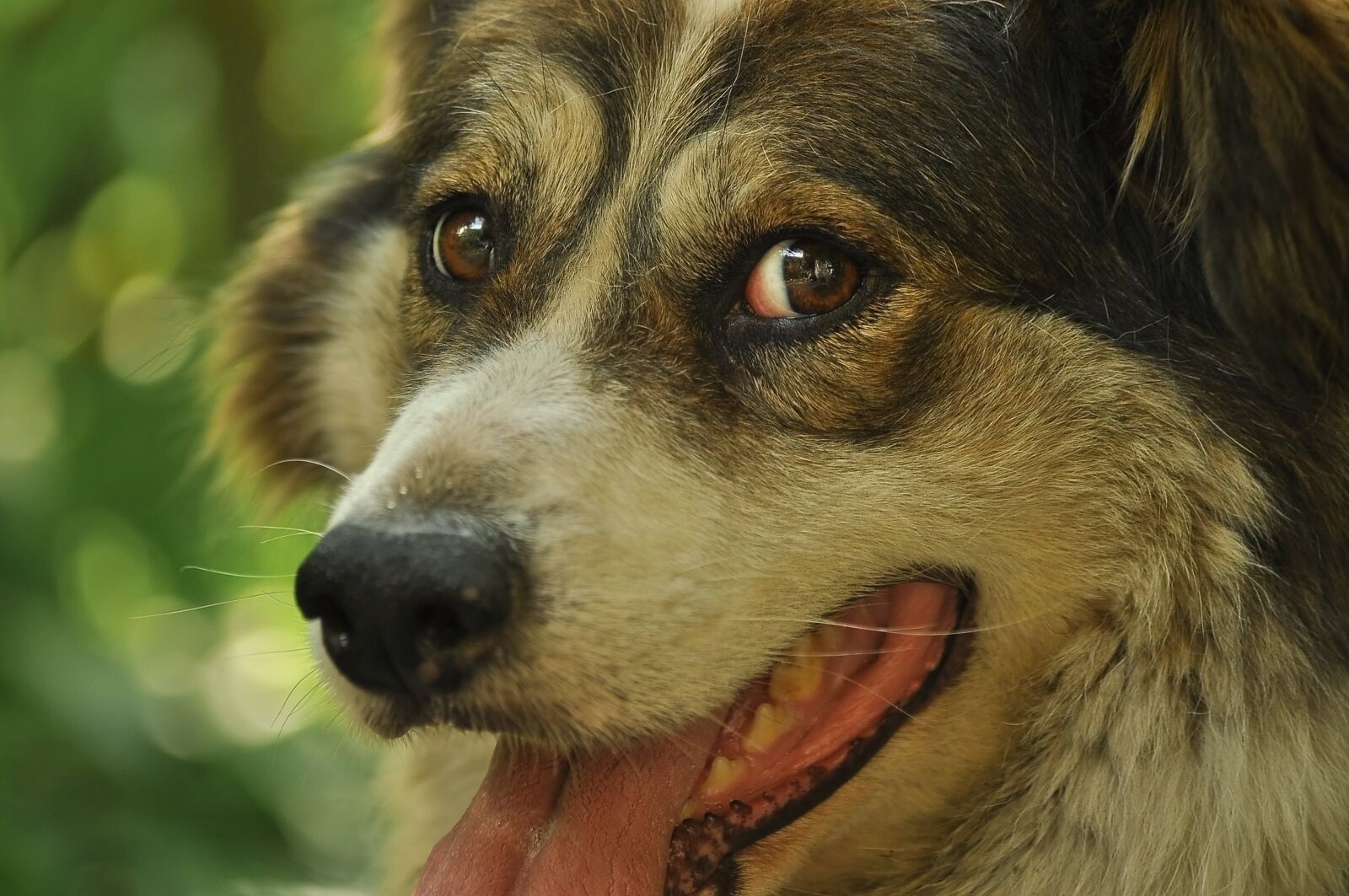 Nikon D90 sample photo. Snout, dog, eyes photography