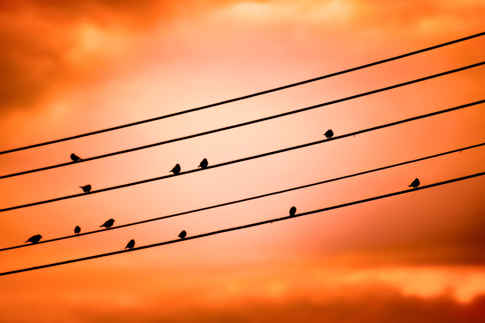 Nikon D3300 sample photo. Birds on a wire photography