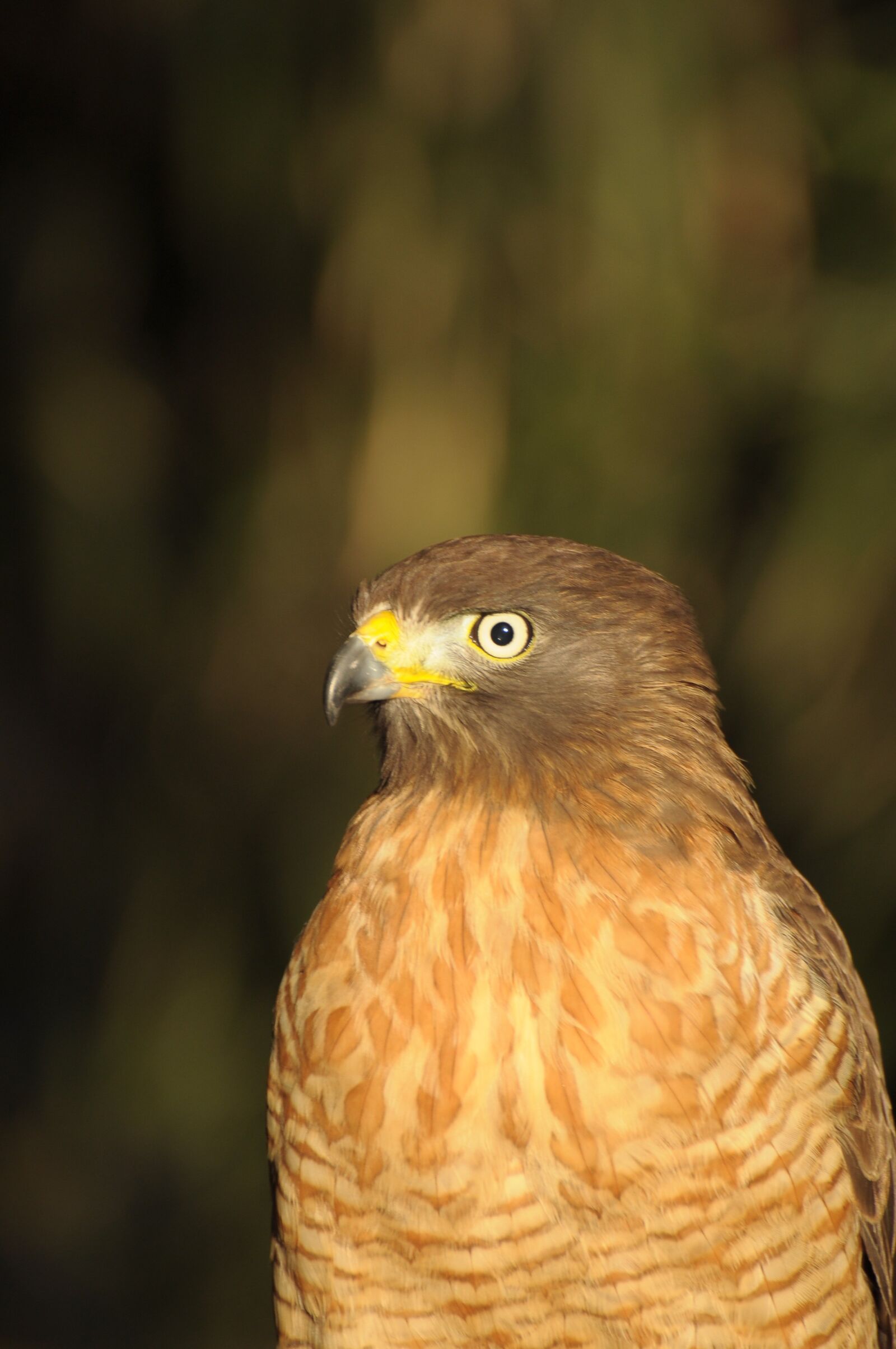 Nikon D90 sample photo. Eagle, ave, nature photography