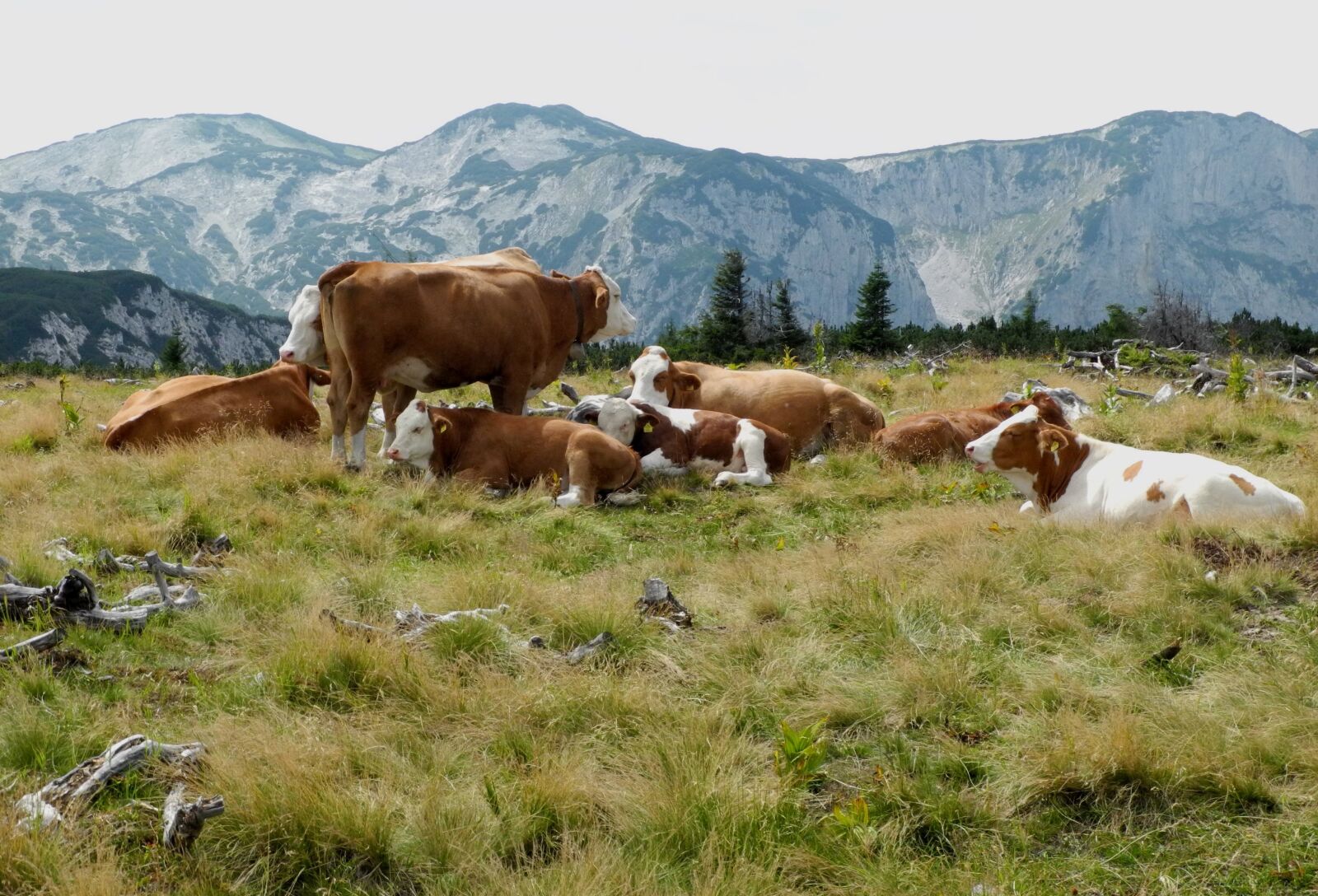 Nikon Coolpix P7100 sample photo. Meadow, grass, cow photography
