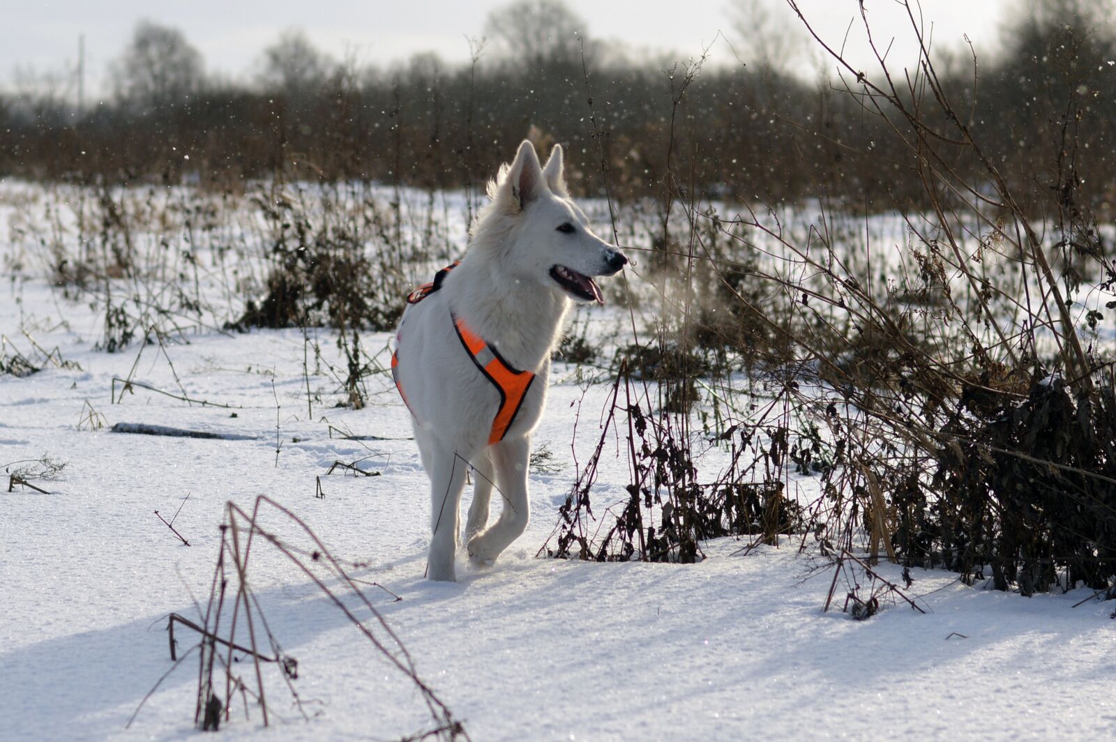 Nikon D3200 sample photo. Snow, winter, cold photography