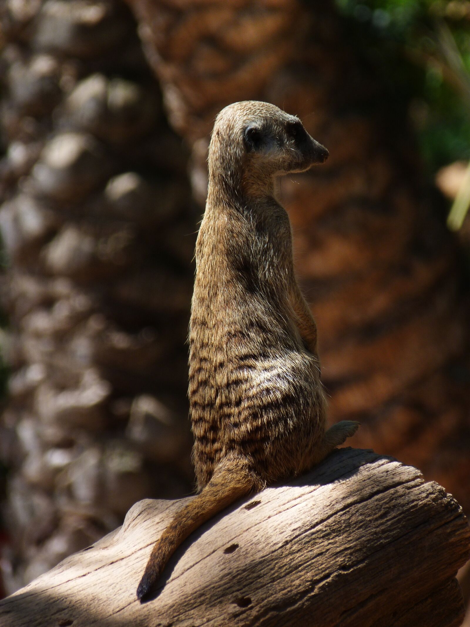 Panasonic Lumix DMC-FZ40 (Lumix DMC-FZ45) sample photo. Meerkat, animals, nature photography
