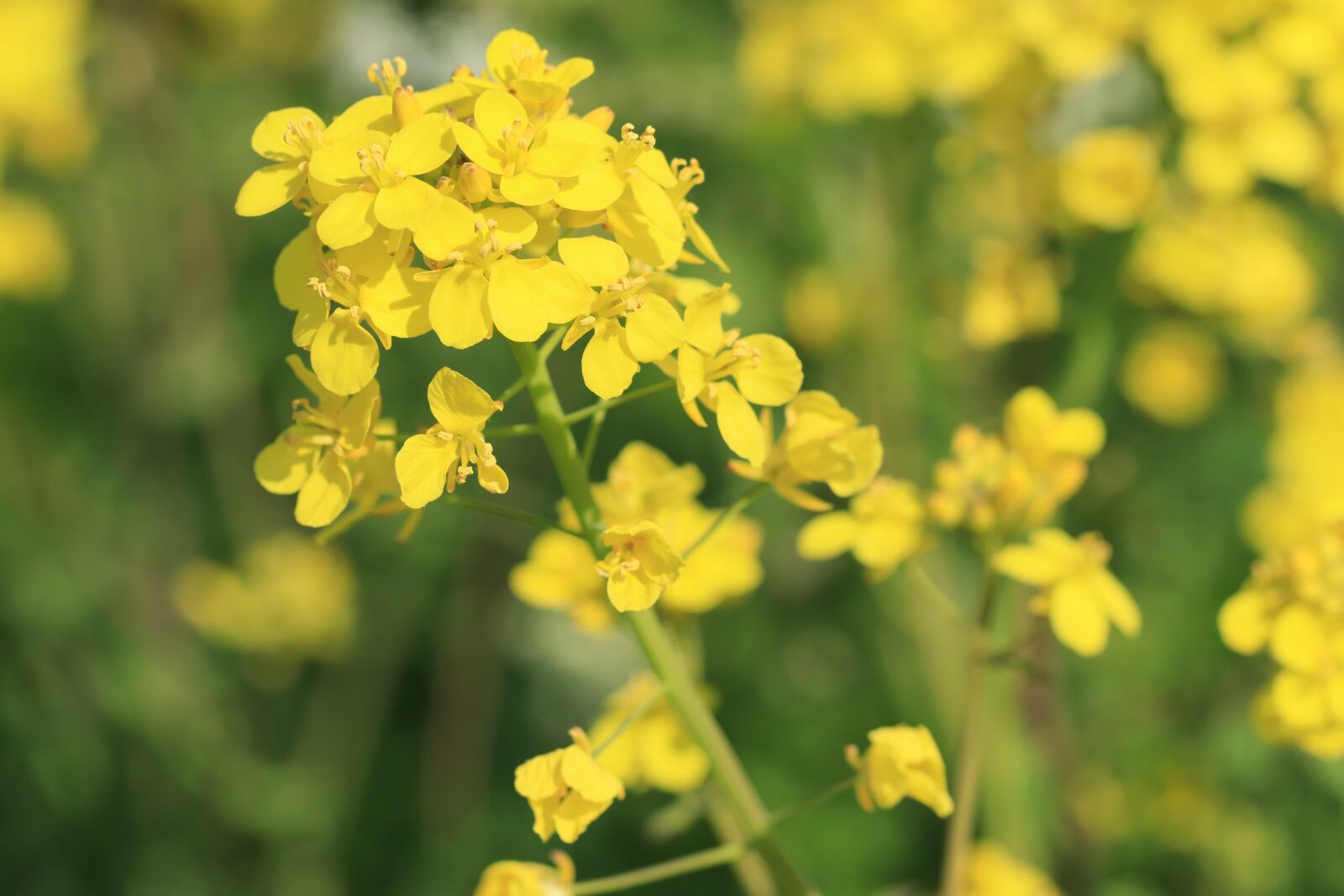 Canon EF 100mm F2.8L Macro IS USM sample photo. Flowers, wild flowers, field photography