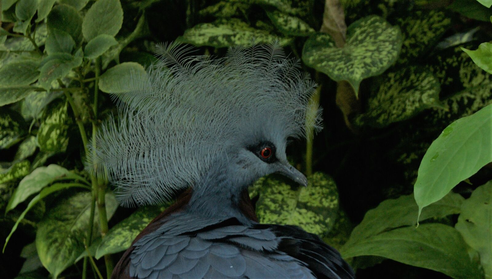 Sony Alpha DSLR-A290 sample photo. Bird, nature, garden photography