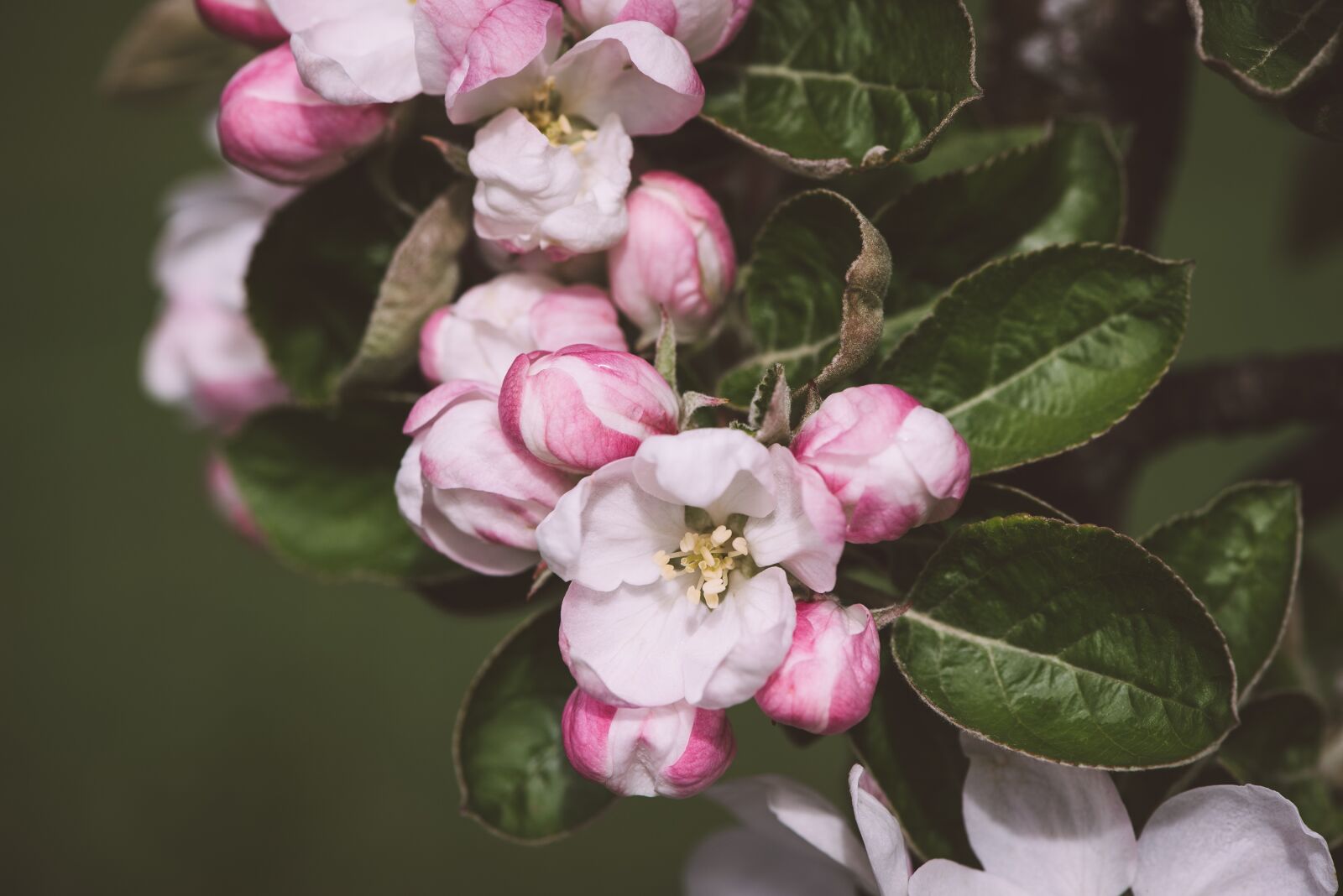 Nikon D750 sample photo. Apple tree flowers, flowers photography