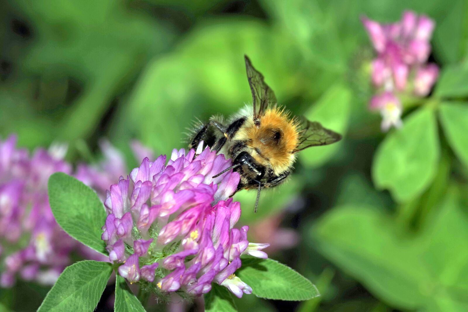 Pentax K-S2 sample photo. Bumblebee, insect, pollinate photography