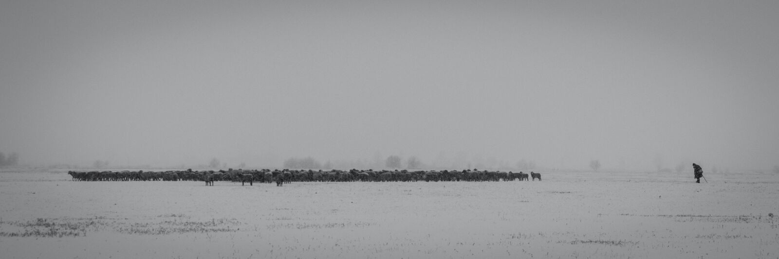 Nikon D3200 sample photo. Snow, winter, shepherd photography