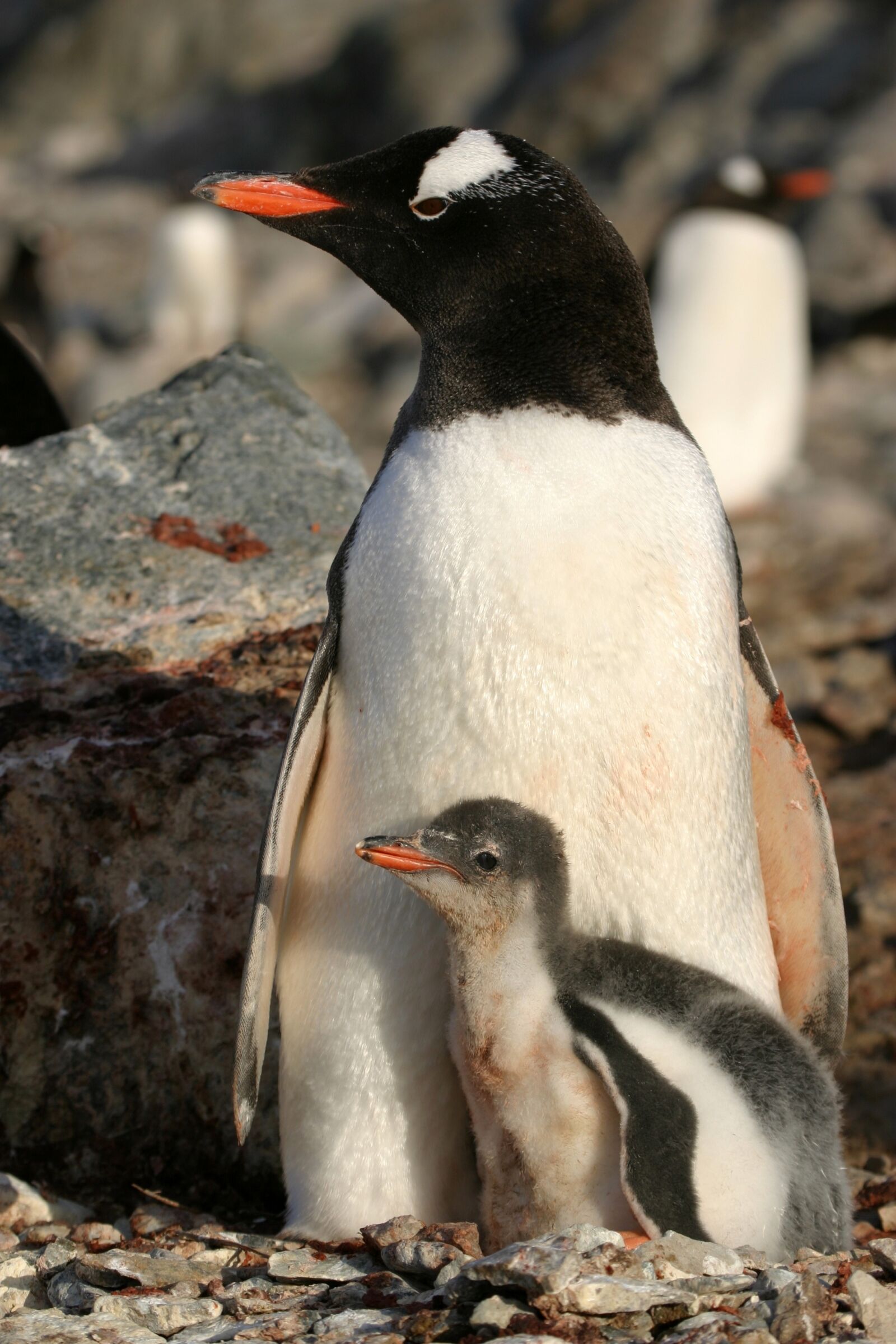 Canon EOS 10D sample photo. Antartica, penguin, animal photography